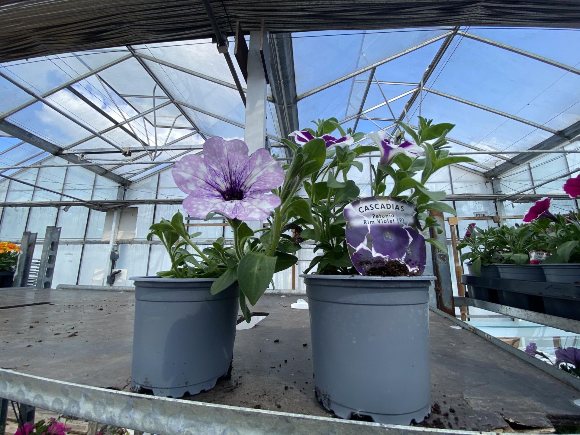 30 TRAILING PETUNIA/SURFINIA BASKET PLANTS + VAT - Image 2 of 2