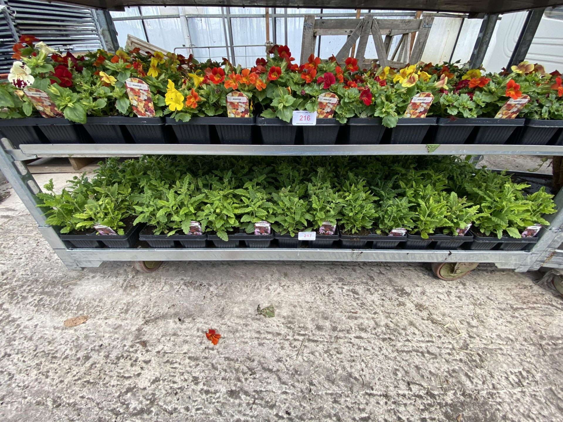 19 TRAYS OF MIXED COLOUR VERBINA BEDDING PLANTS 6 PLANTS PER TRAY TOTAL 114 PLANTS + VAT