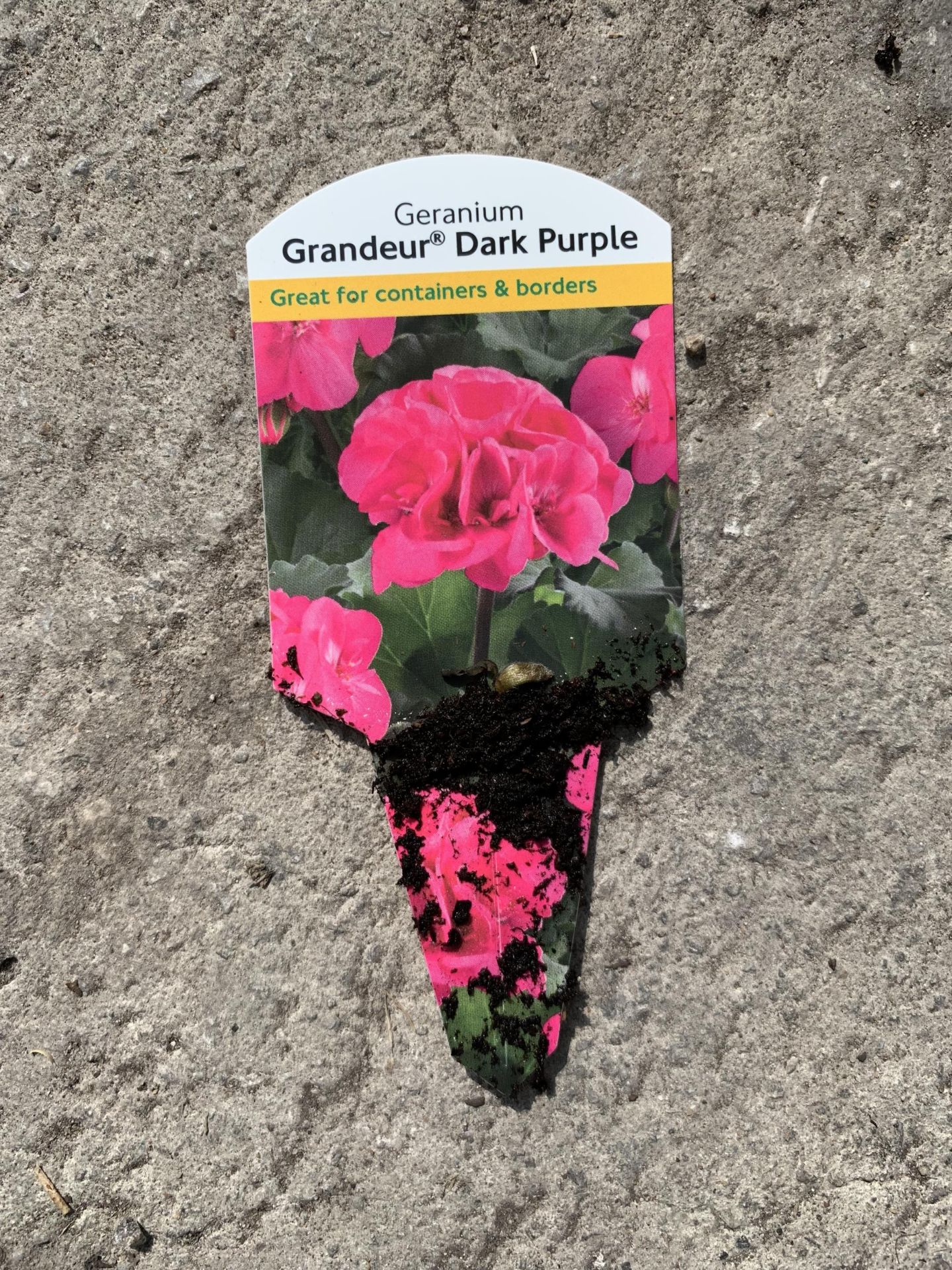 EIGHT GERANIUM GRANDEUR DARK PURPLE + VAT - Image 2 of 4