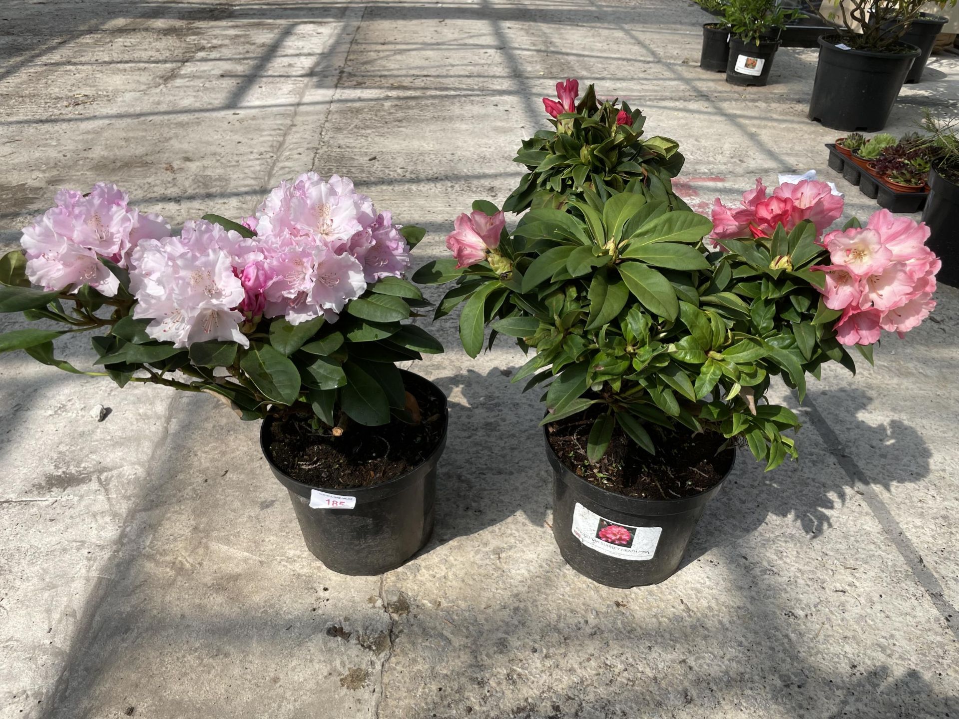 TWO RHODODENDRONS IN PACE PINK + VAT