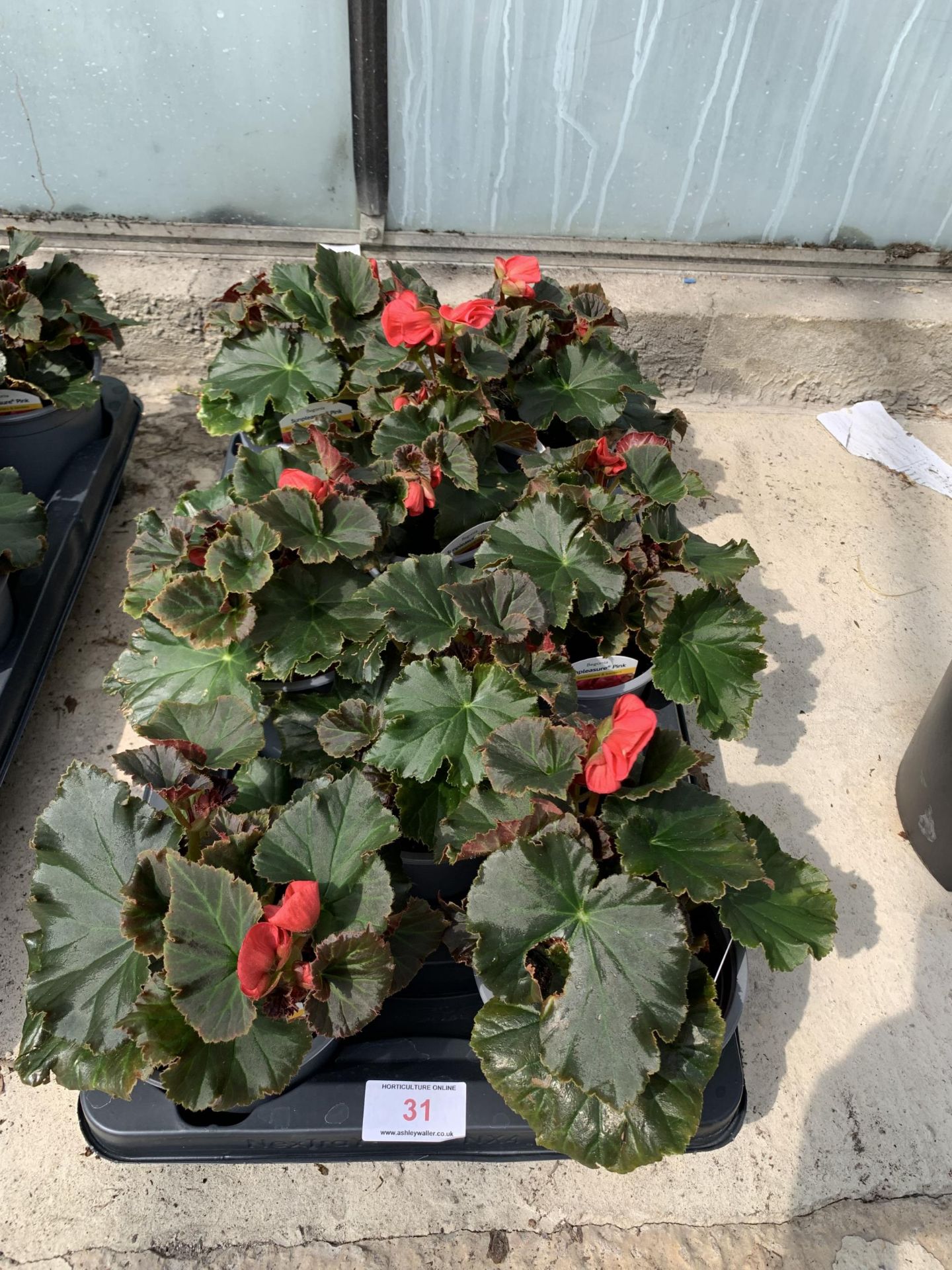 EIGHT BEGONIA SUNPLEASURE PINK + VAT