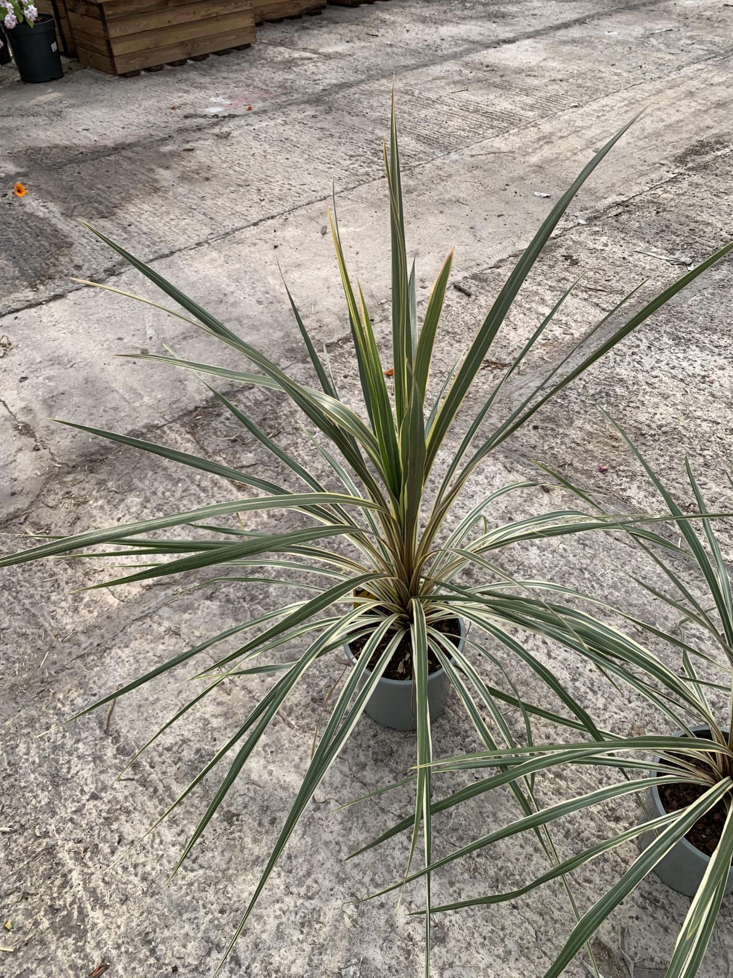 TWO LARGE CORDYLINE TORBAY DAZZLER SIZE C-2 + VAT - Image 2 of 4