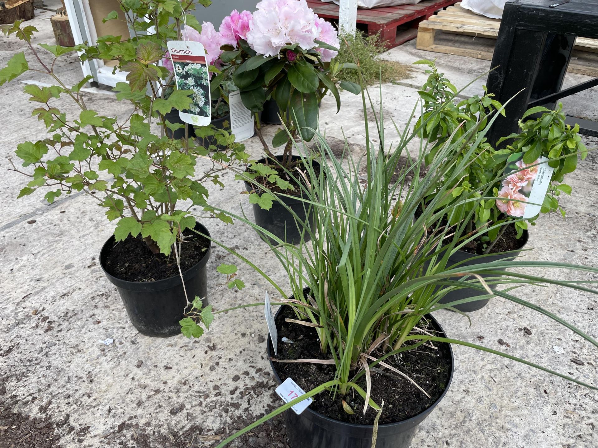 FOUR MIXED SHRUBS TO INCLUDE - ONE RHODODENDRON PINK , ONE CHAENOMELES SUPERBA CAMEO, ONE VIBURNUM