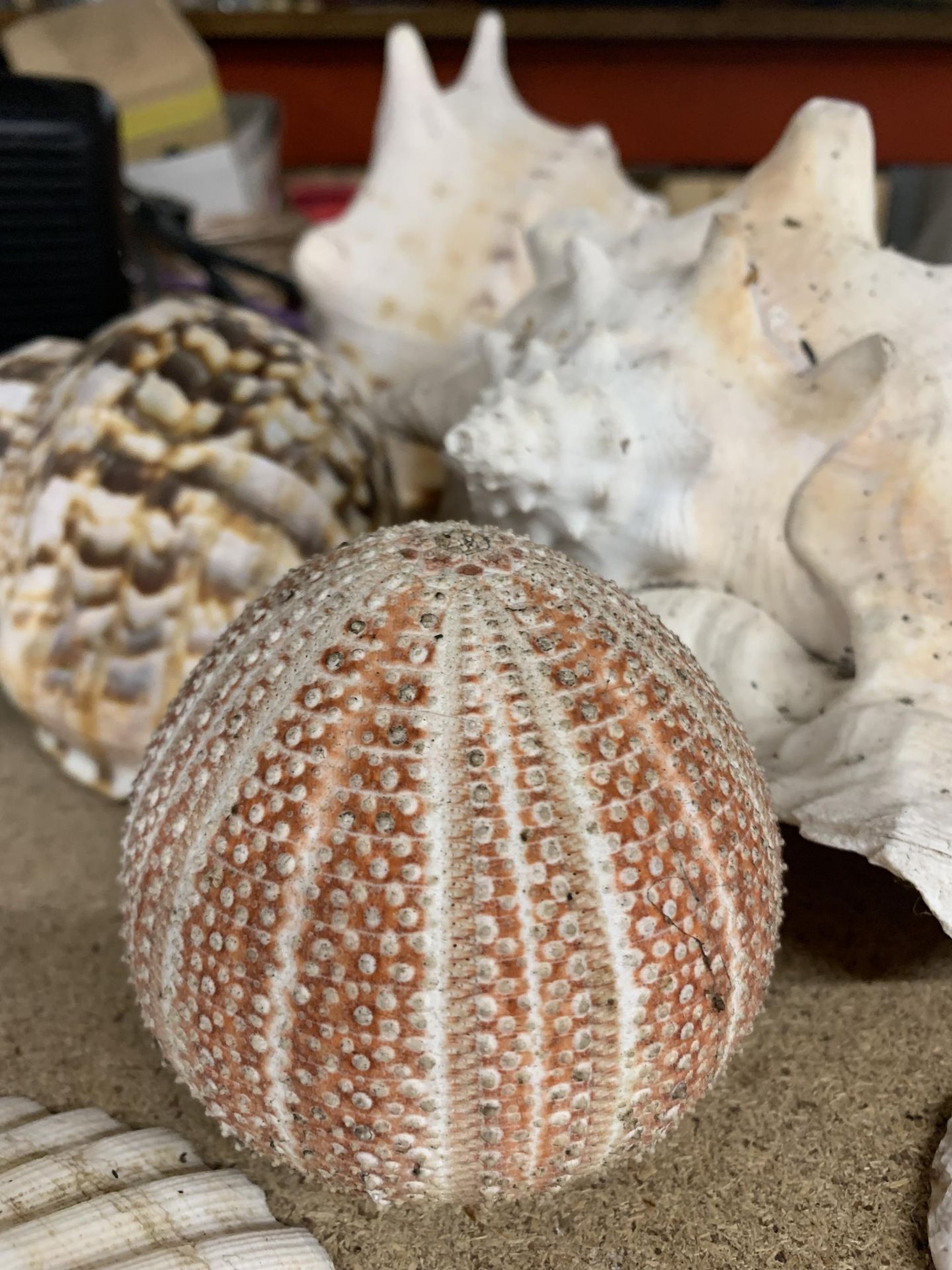 A COLLECTION OF DECORATIVE SHELLS - Image 4 of 4