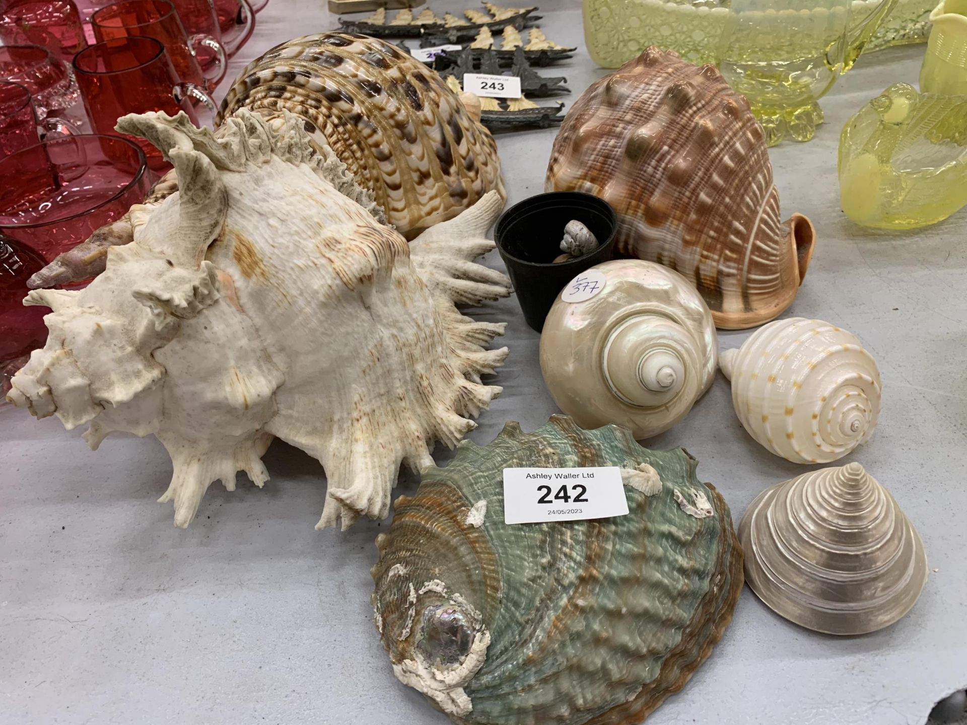 A COLLECTION OF ASSORTED DECORATIVE SHELLS