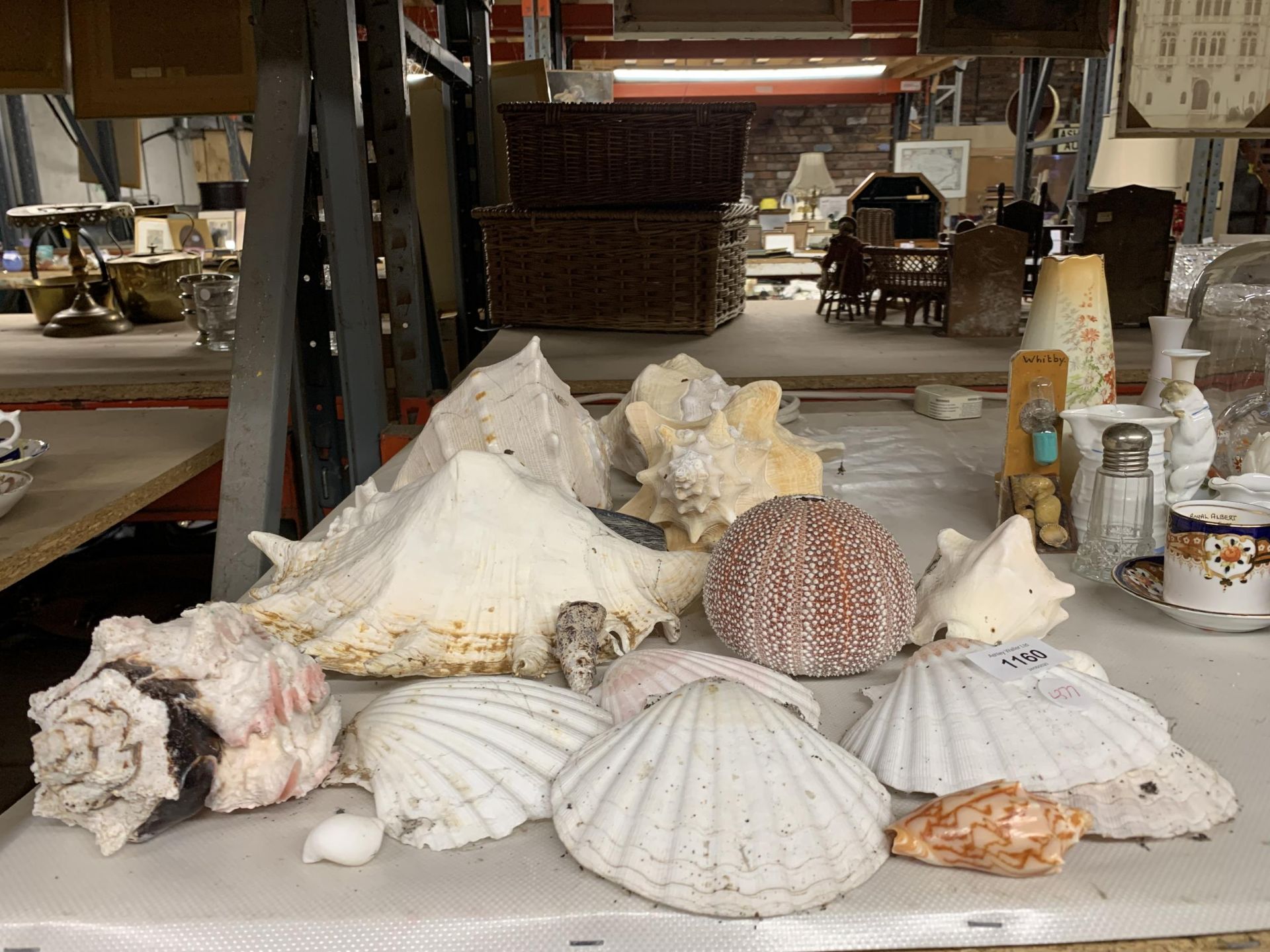 A COLLECTION OF DECORATIVE SHELLS