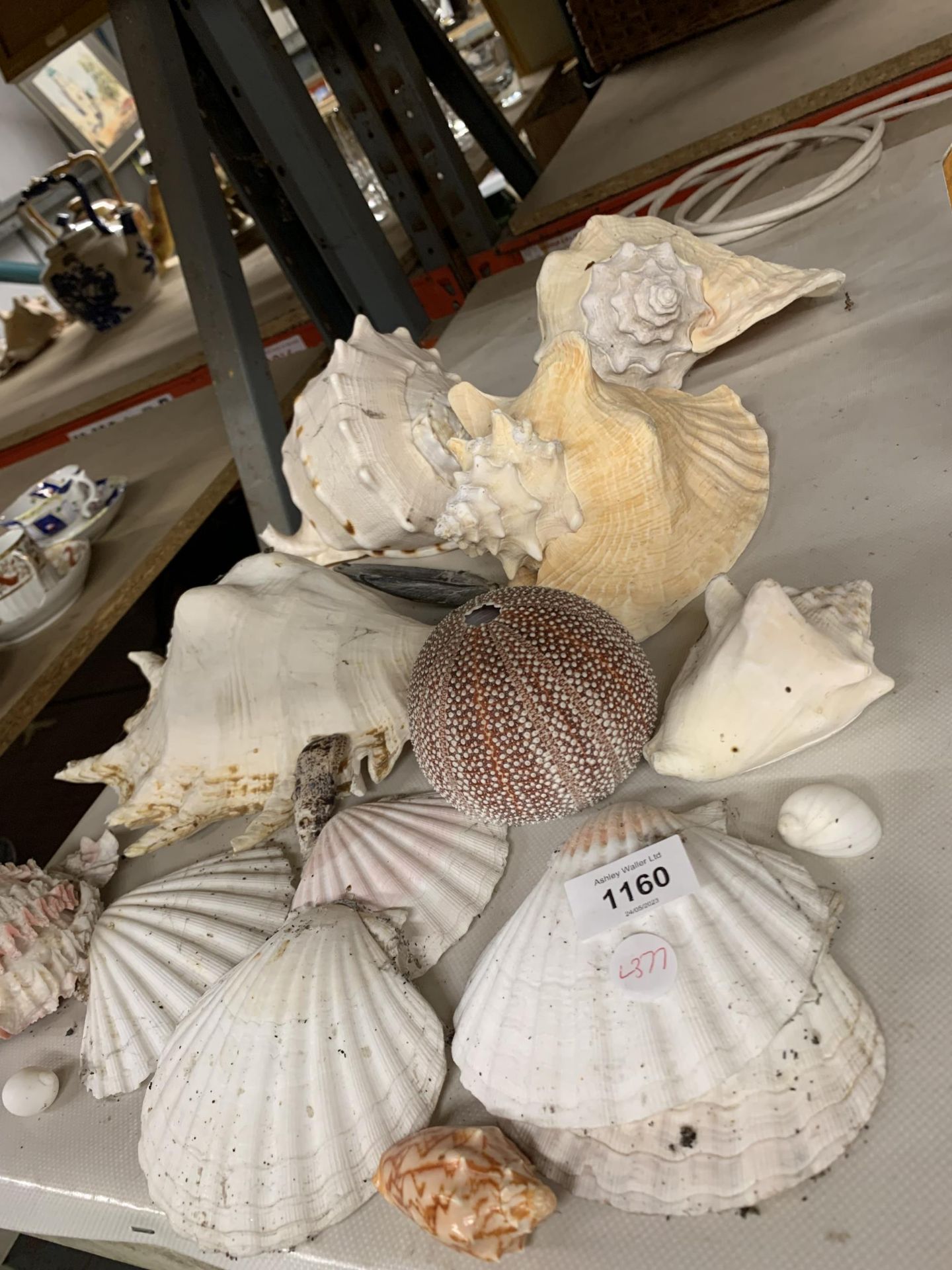 A COLLECTION OF DECORATIVE SHELLS - Image 2 of 3