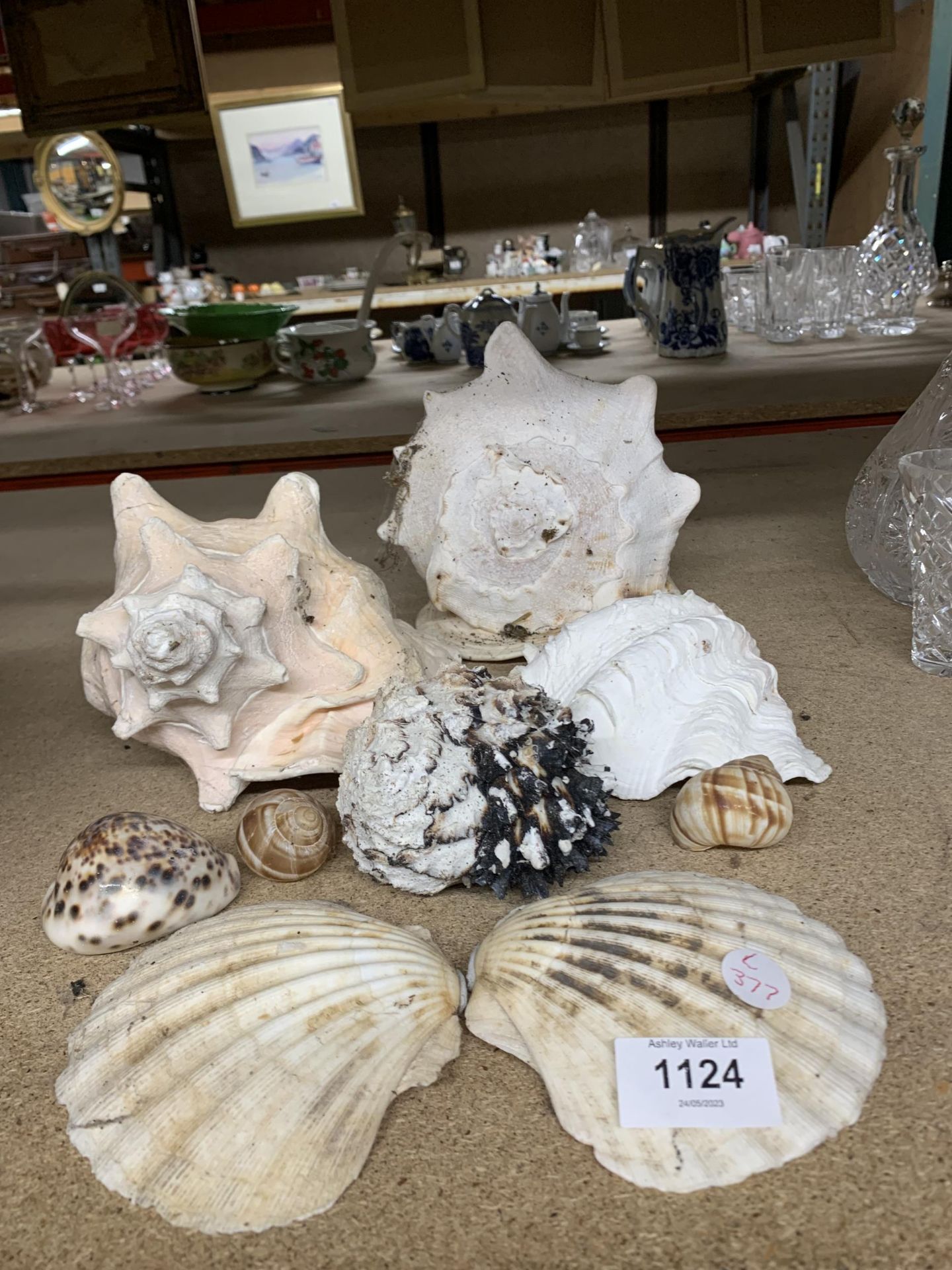 A COLLECTION OF DECORATIVE SHELLS