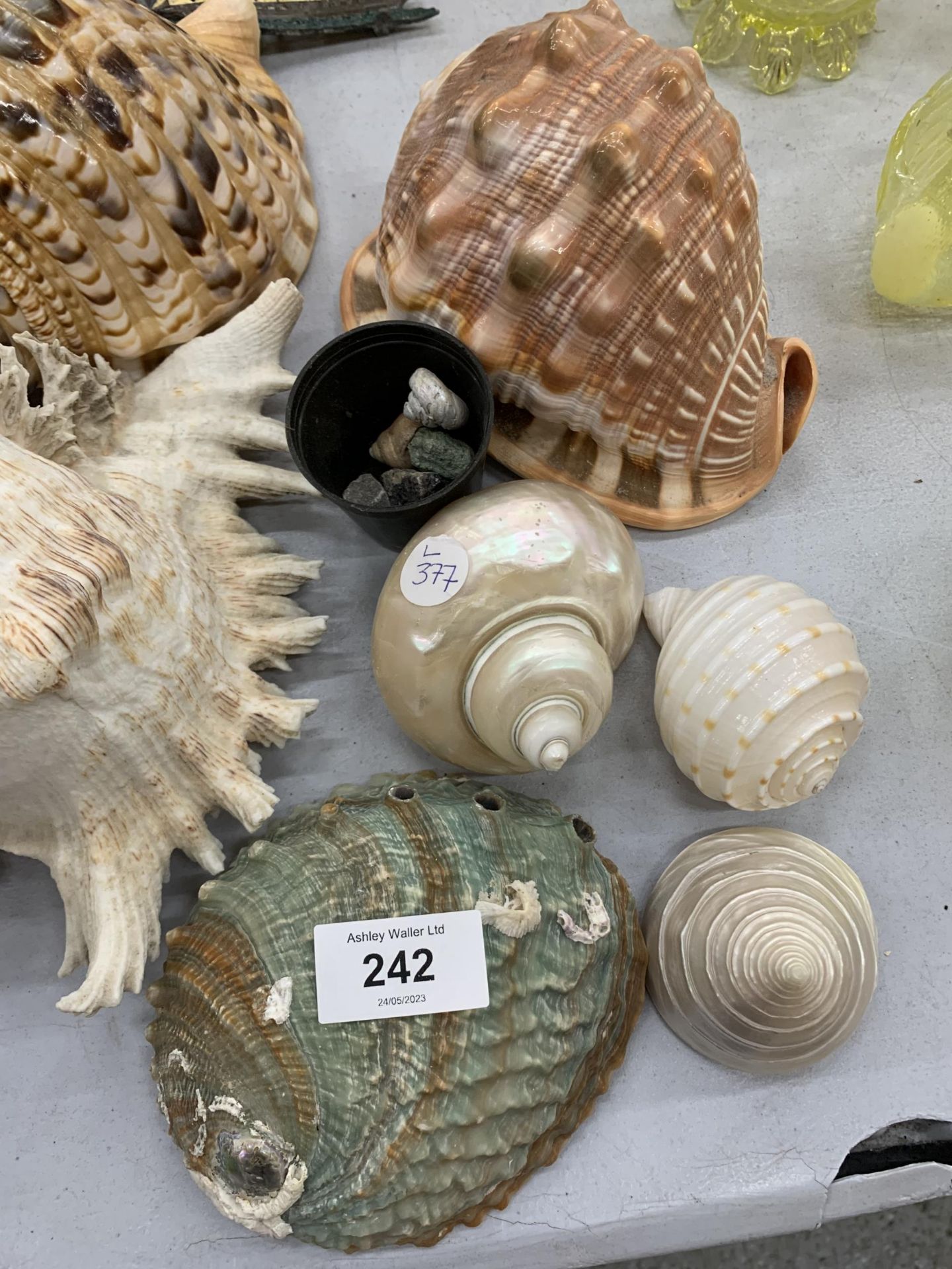 A COLLECTION OF ASSORTED DECORATIVE SHELLS - Image 3 of 3