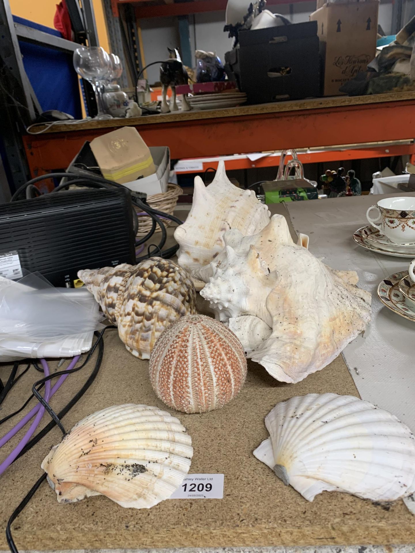 A COLLECTION OF DECORATIVE SHELLS