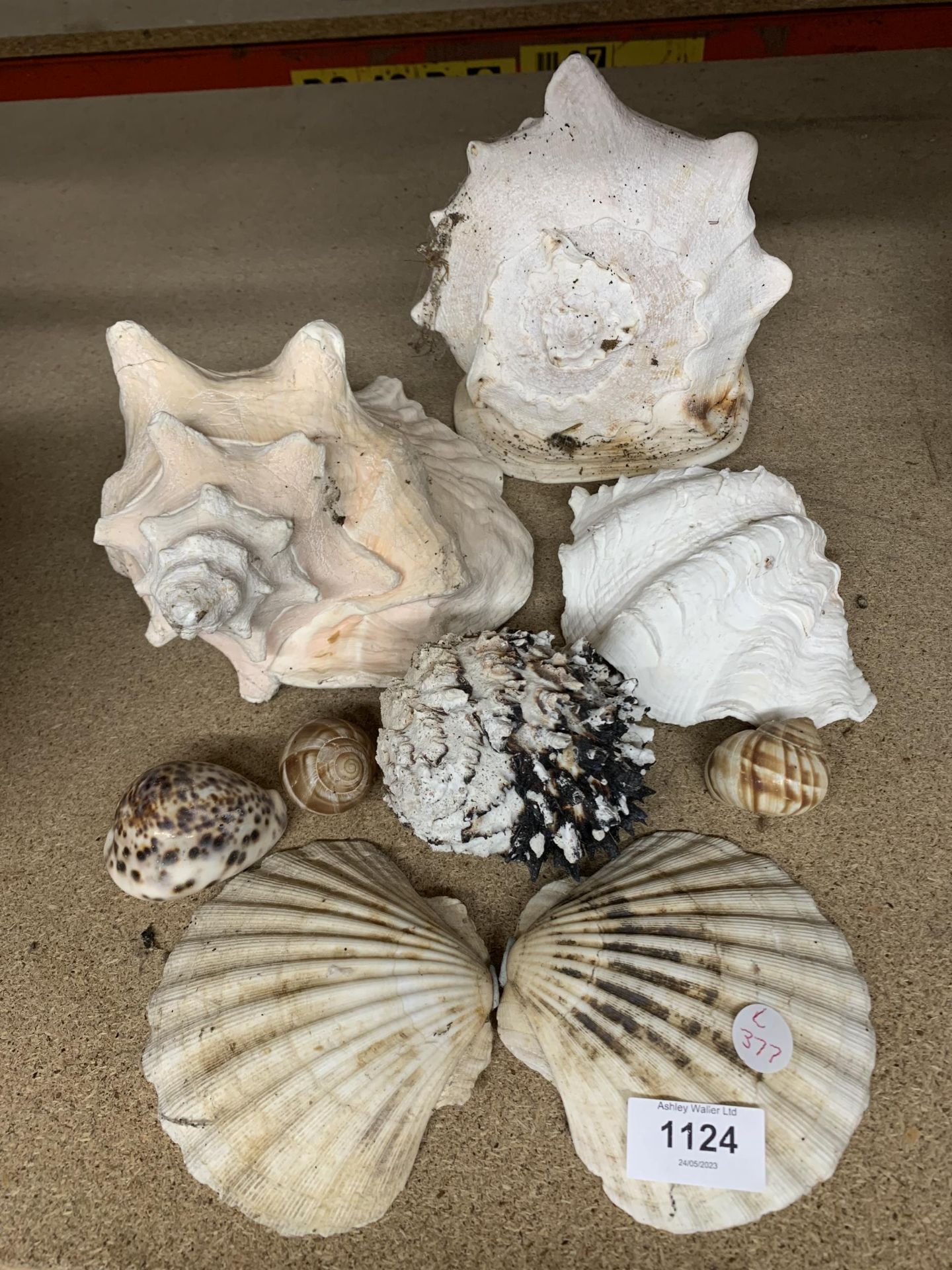 A COLLECTION OF DECORATIVE SHELLS - Image 3 of 3