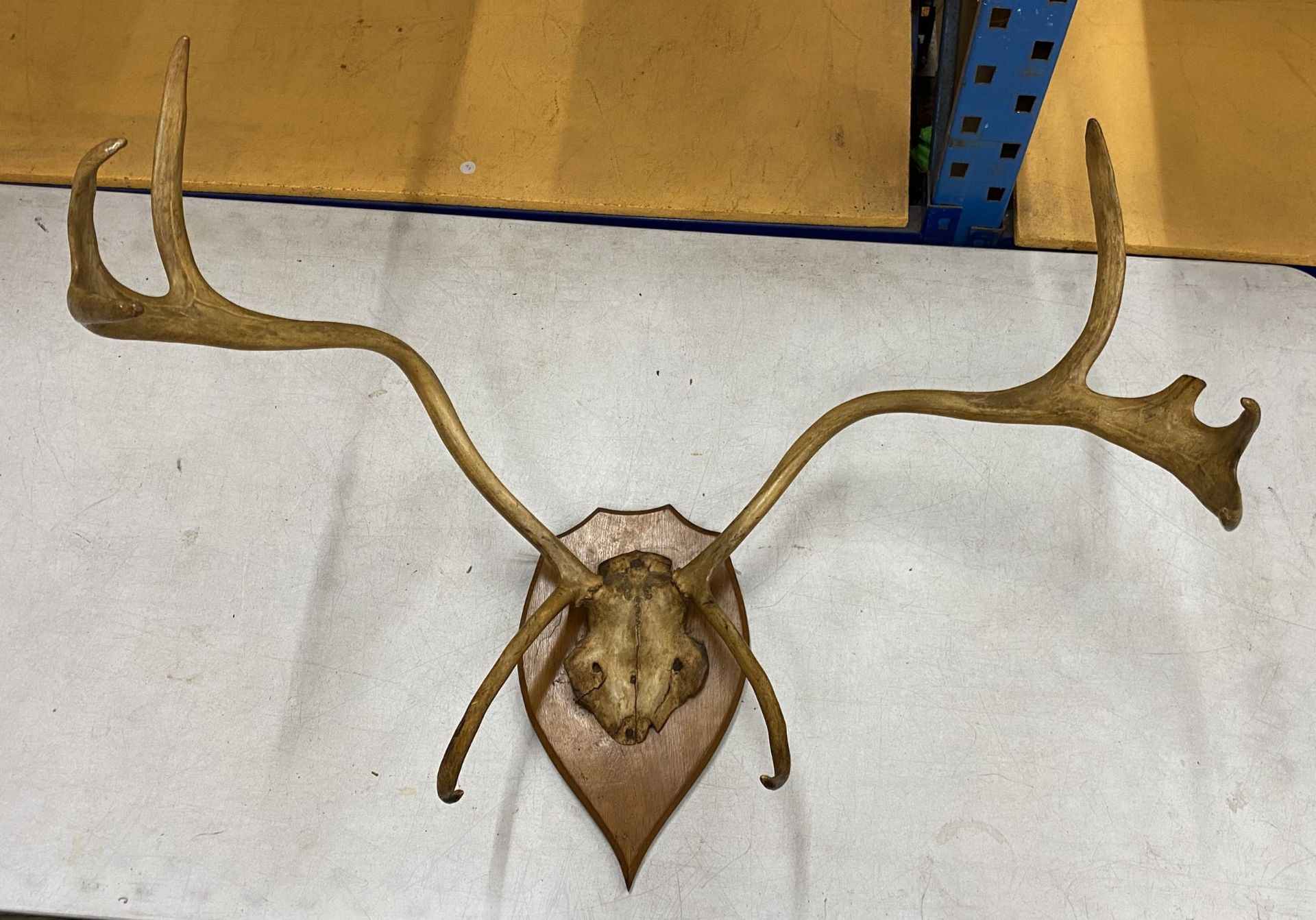 A LARGE PAIR OF TAXIDERMY STAG ANTLERS, LENGTH APPROX 80CM