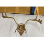 A LARGE PAIR OF TAXIDERMY STAG ANTLERS, LENGTH APPROX 80CM