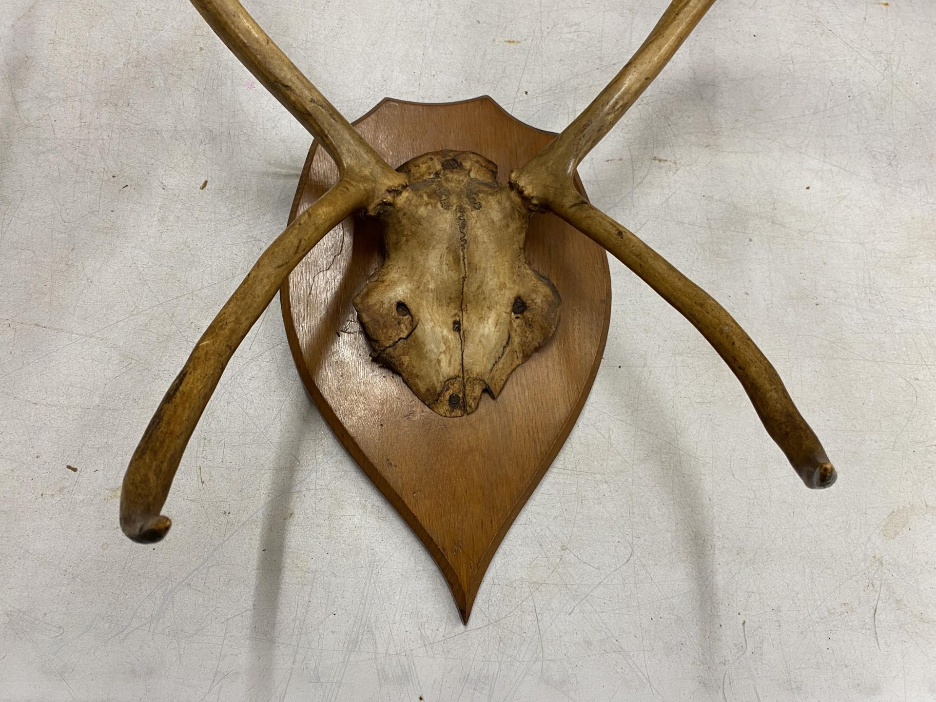 A LARGE PAIR OF TAXIDERMY STAG ANTLERS, LENGTH APPROX 80CM - Image 2 of 4