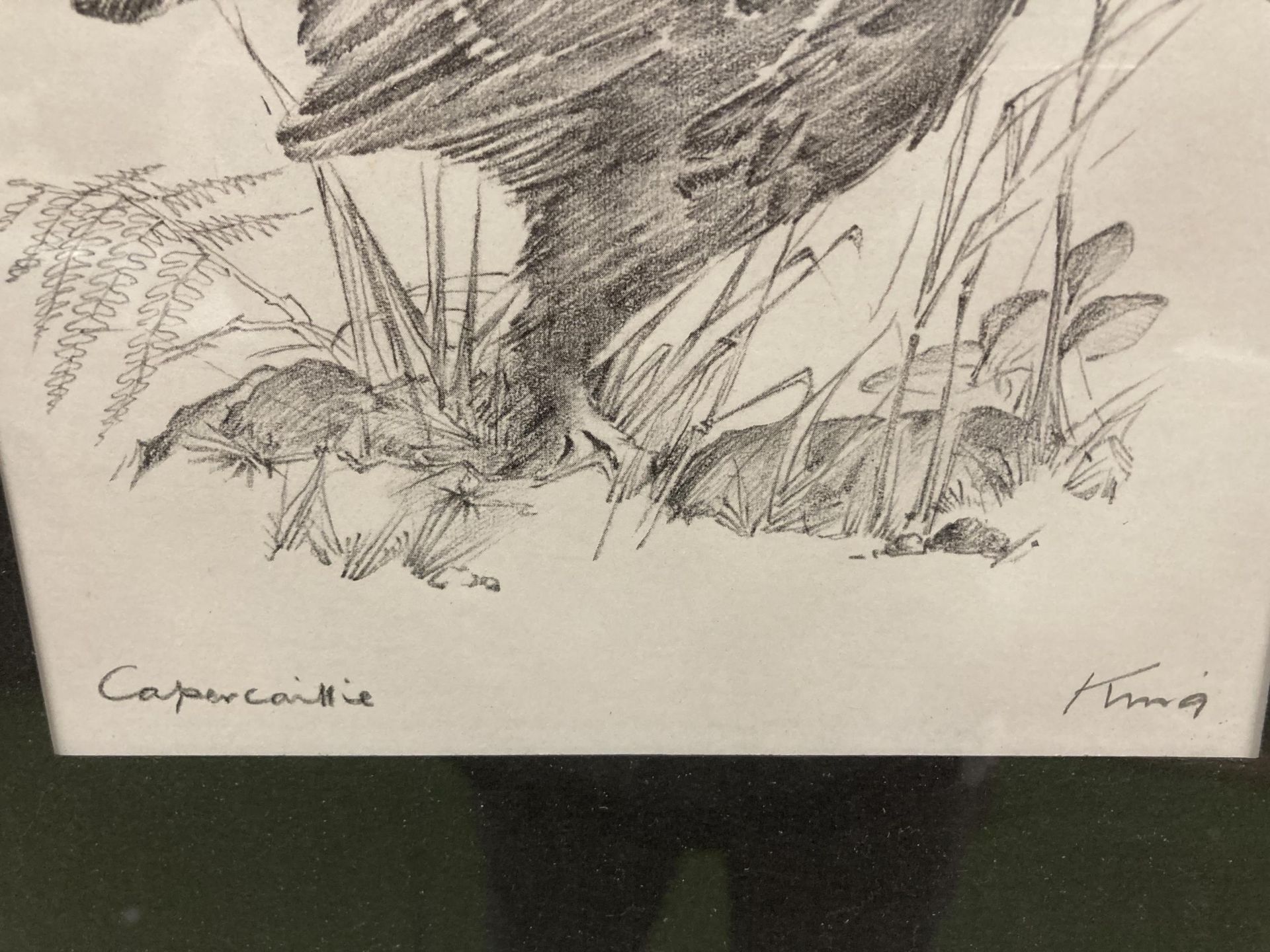 TWO PENCIL SKETCHED PRINTS, A CAPERCAILLIE AND A PHEASANT - Image 2 of 3