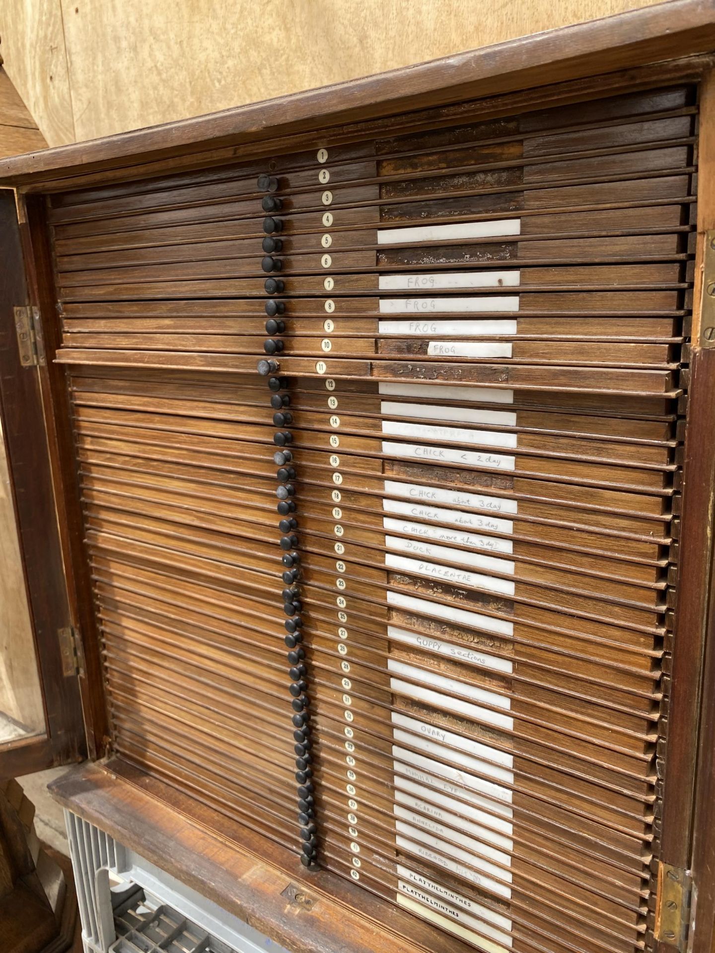 A VINTAGE OAK ENTOMOLOGY CABINET WITH 42 DRAWERS AND GLASS DOORS - Image 3 of 8