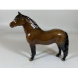 A BESWICK DARTMOOR JENTYL 1642 BROWN GLOSS PONY FIGURE, HEIGHT 16.5CM