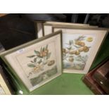 FOUR VINTAGE STYLE HORTICULTURE PRINTS