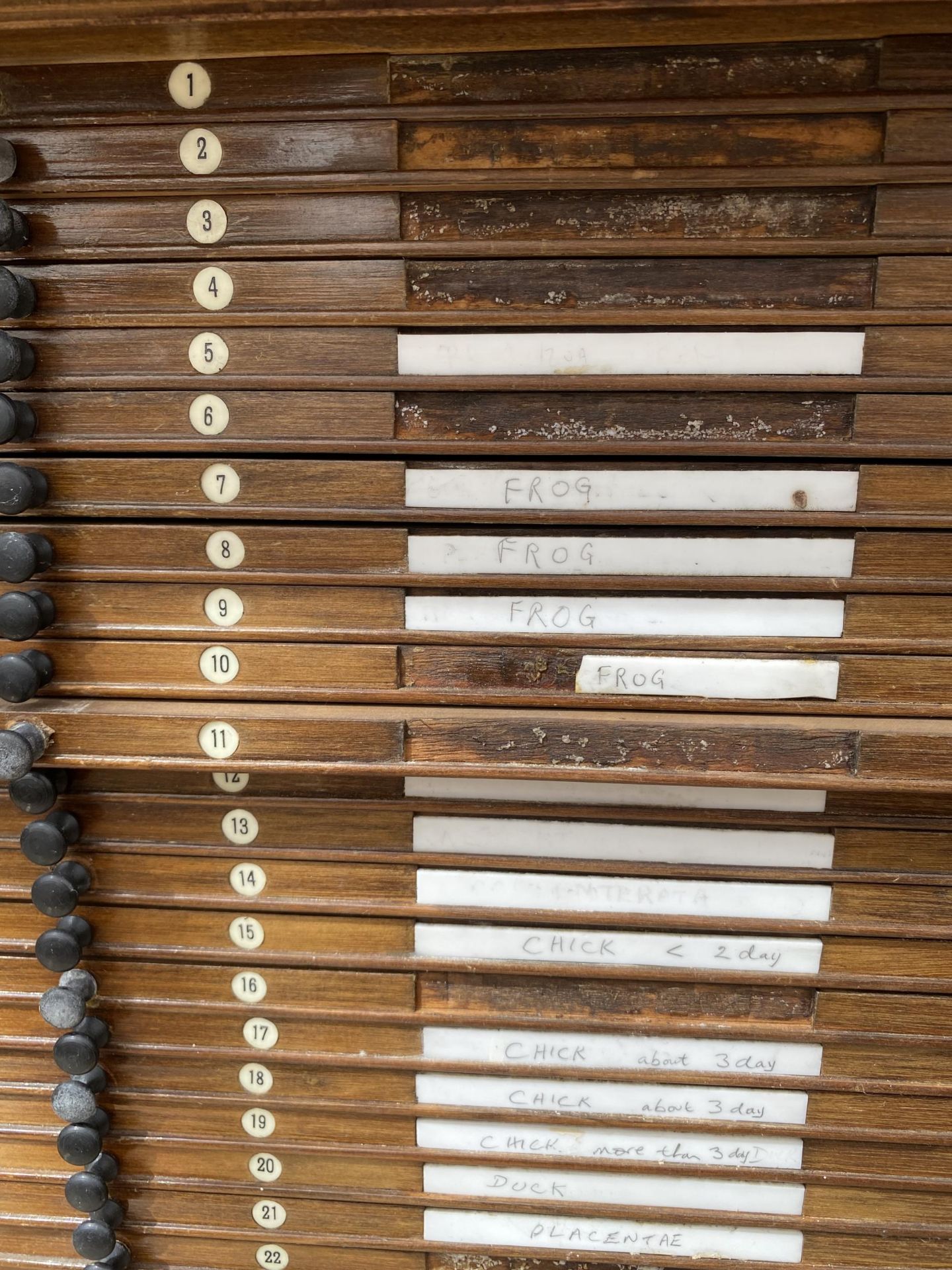 A VINTAGE OAK ENTOMOLOGY CABINET WITH 42 DRAWERS AND GLASS DOORS - Image 5 of 8