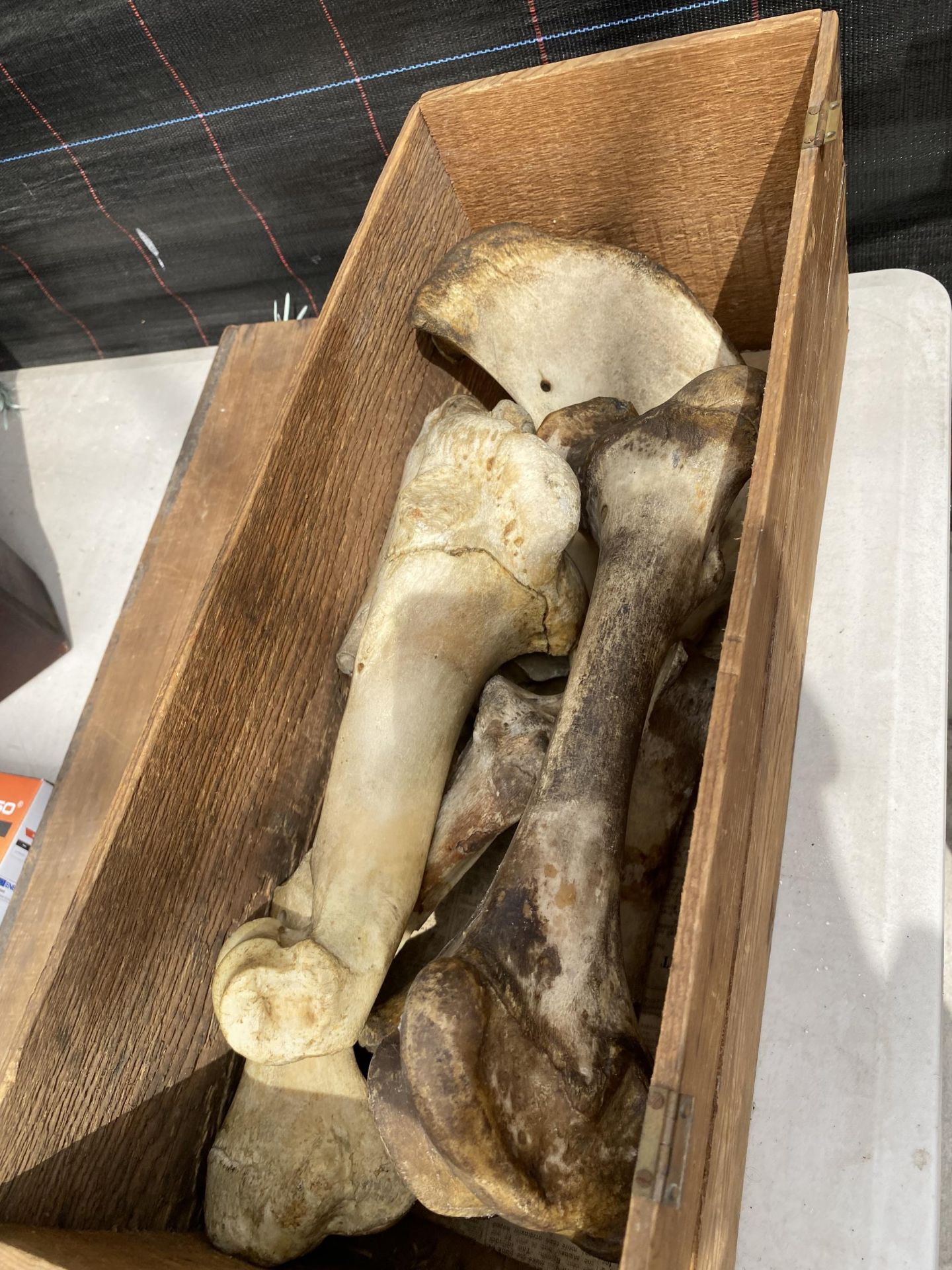 A WOODEN BOX CONTAINING AN ASSORTMENT OF BONES - Image 2 of 2