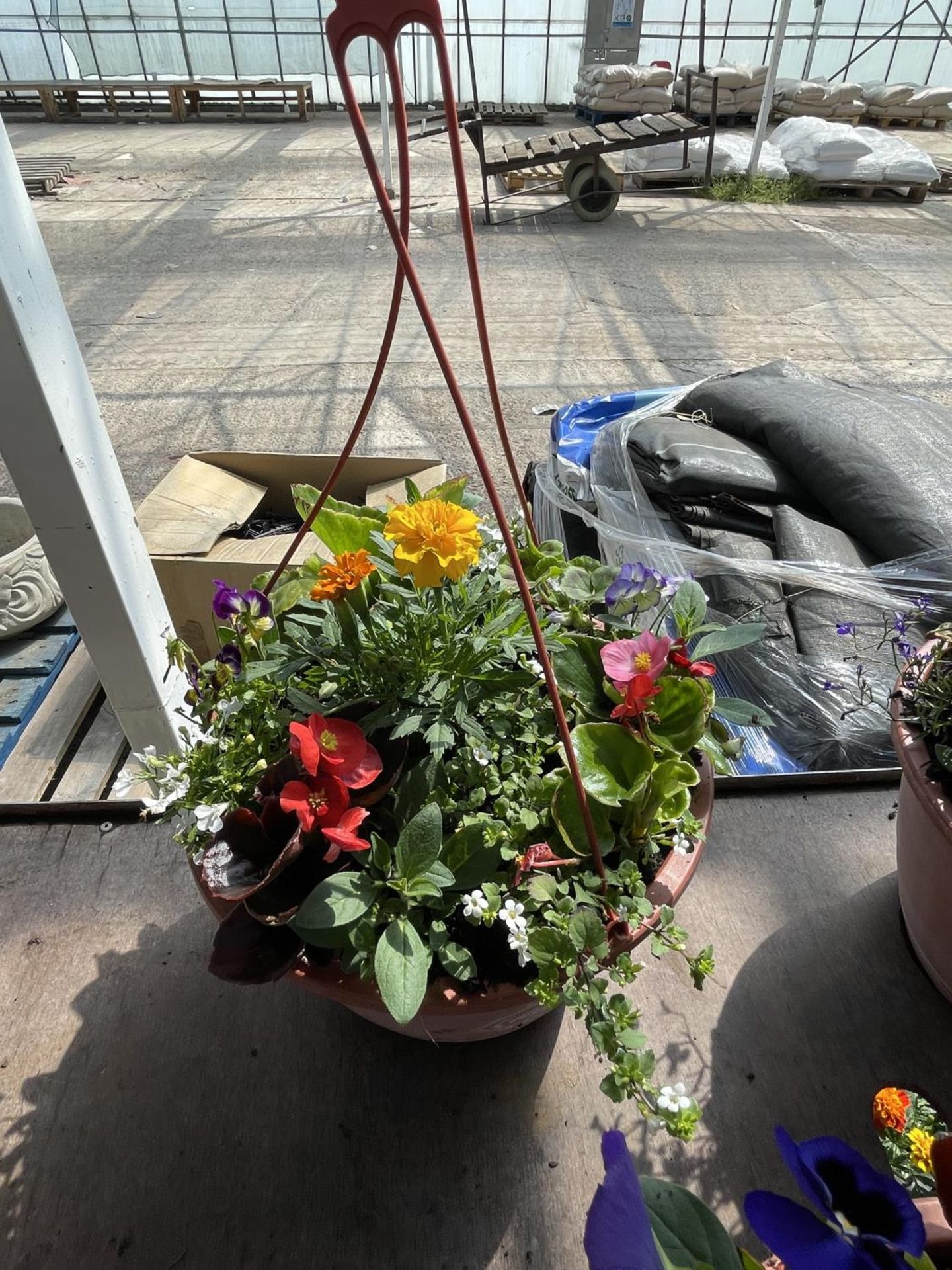 THREE PLASTIC HANGING BASKETS WITH MIXED BEDDING + VAT - Image 3 of 4