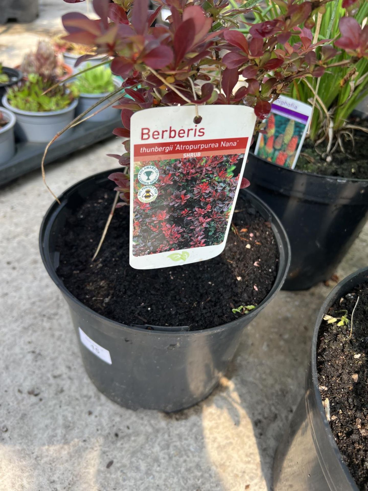 FOUR MIXED SHRUBS IN POTS + VAT - Image 2 of 3