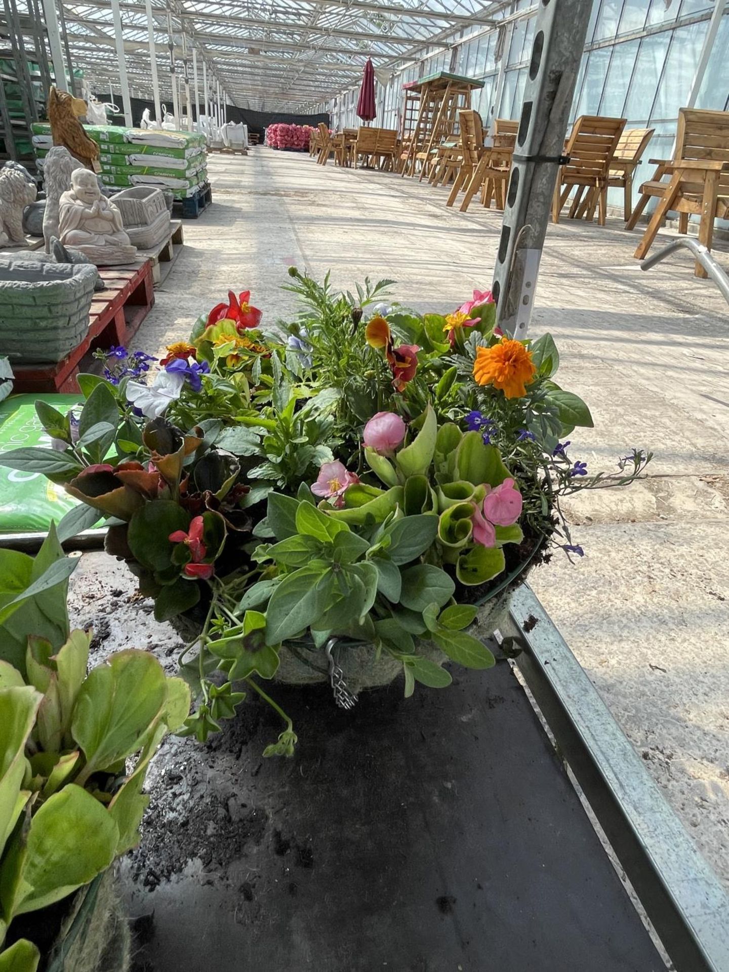 THREE WIRE HANGING BASKETS WITH MIXED BEDDING + VAT - Image 2 of 4