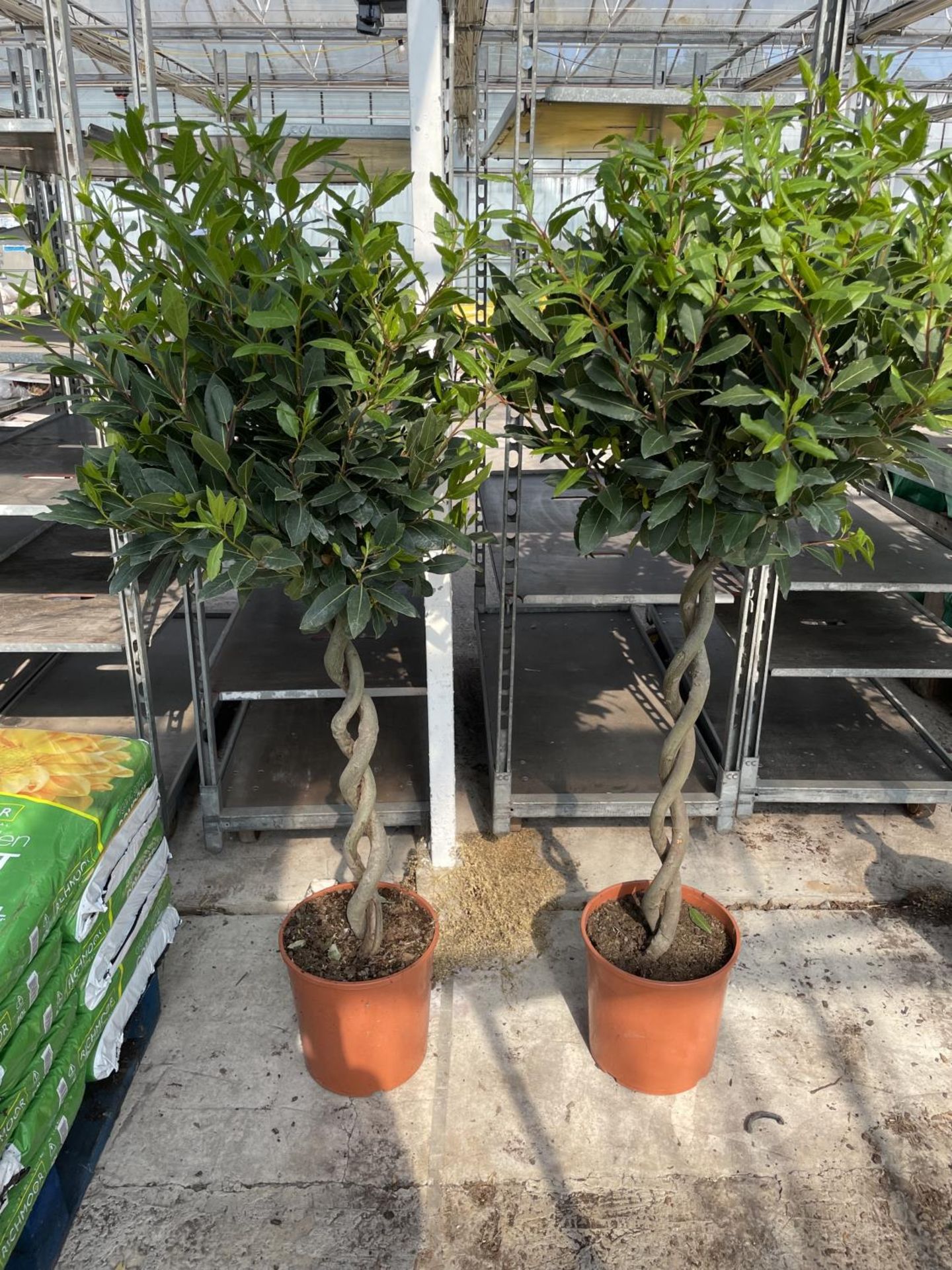 EIGHT LAURUS NOBILIS STANDARD DOUBLE SPIRAL TWISTED STEM BAY TREES IN 7.5 LTR POTS + VAT