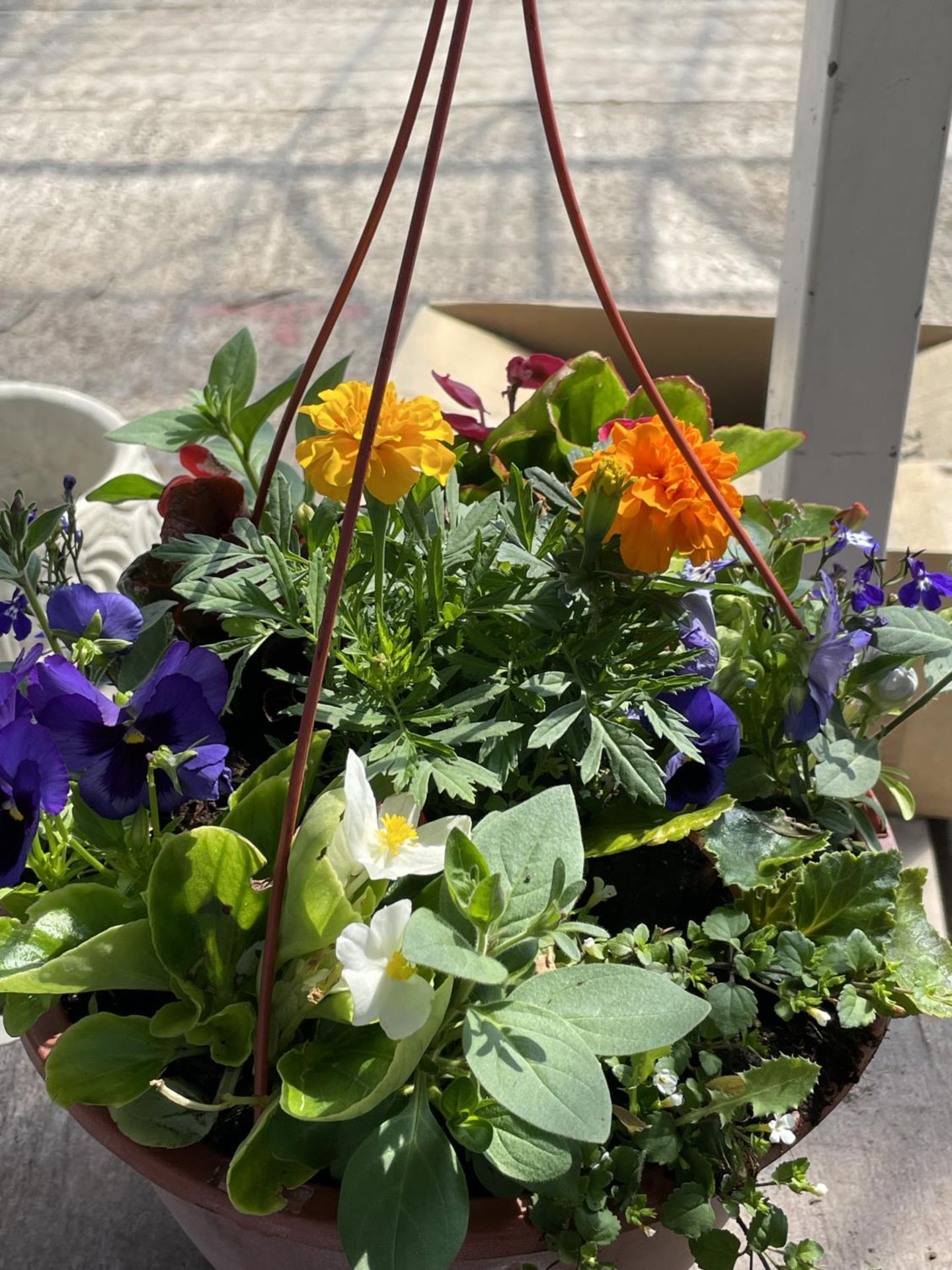 TWO PLASTIC HANGING BASKETS MIXED BEDDING + VAT - Image 3 of 3