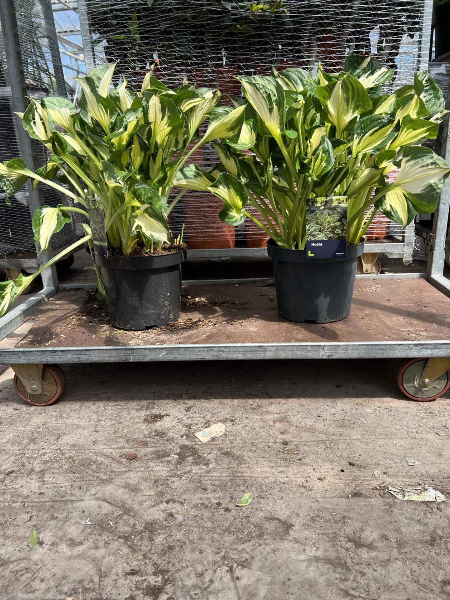 2 LARGE HOSTA APPROX 50CM HIGH + VAT