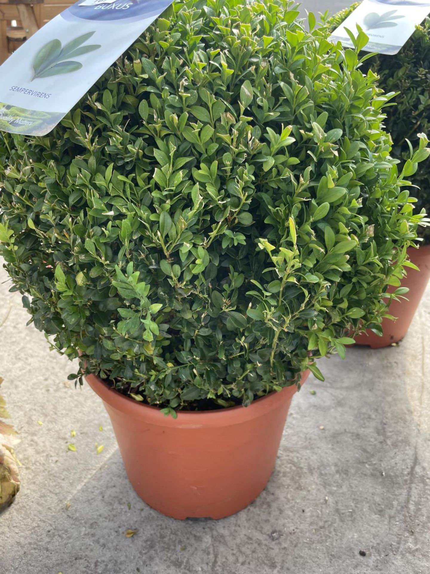 TWO BOX (BUXUS SEMPERVIRENS) BALLS 40+ IN 12 LTR POTS - Image 2 of 2