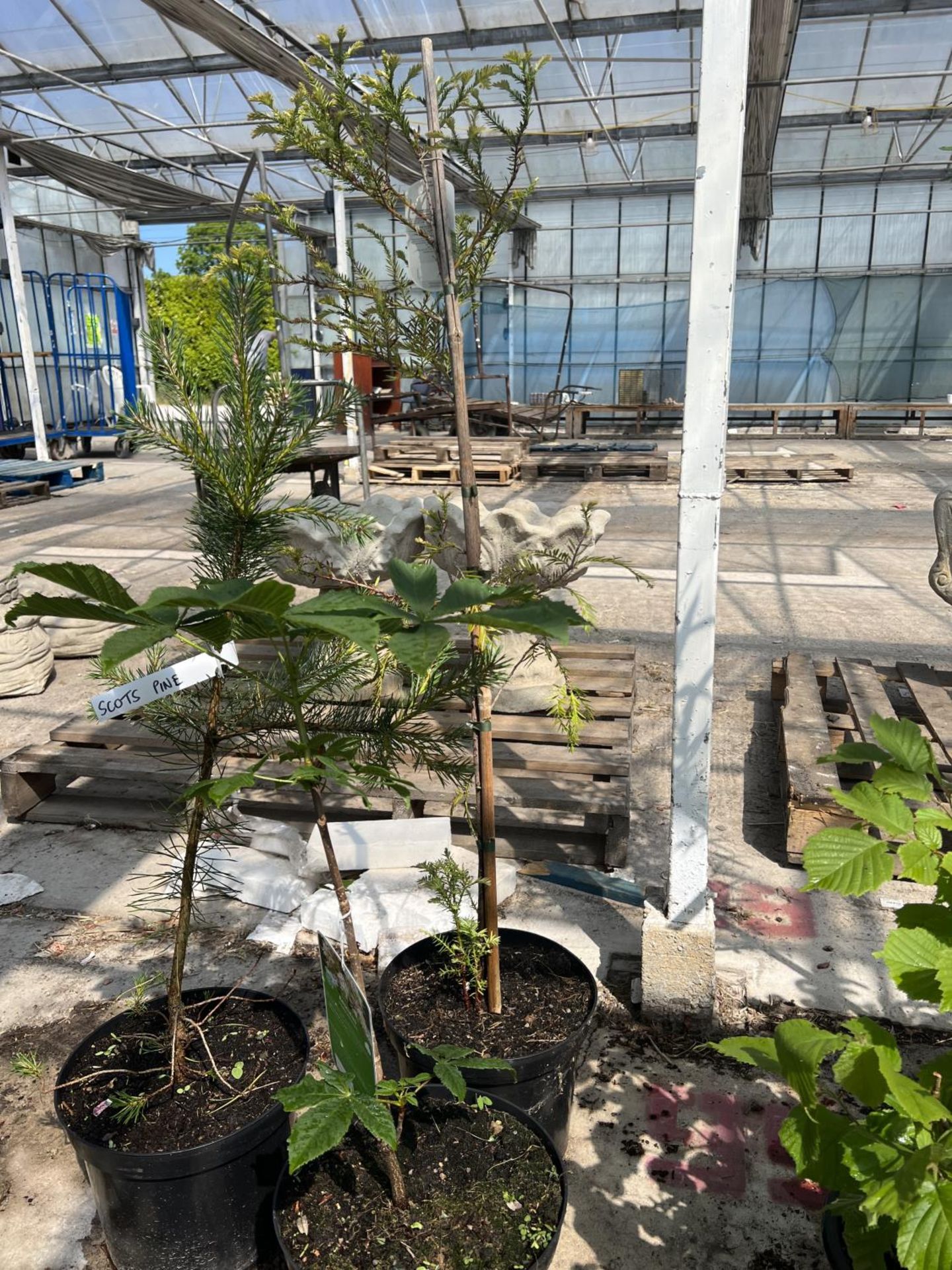 THREE MIXED TREE POTS + VAT