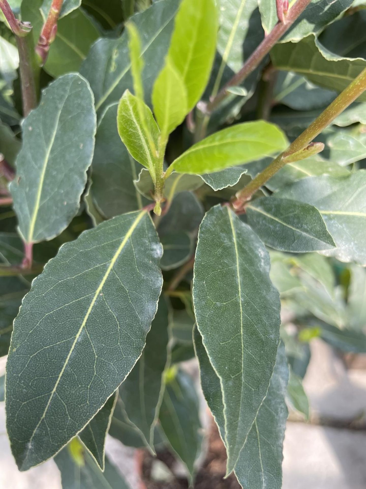 EIGHT LAURUS NOBILIS STANDARD DOUBLE SPIRAL BAY TREES IN 7.5 LTR POTS + VAT - Image 2 of 3