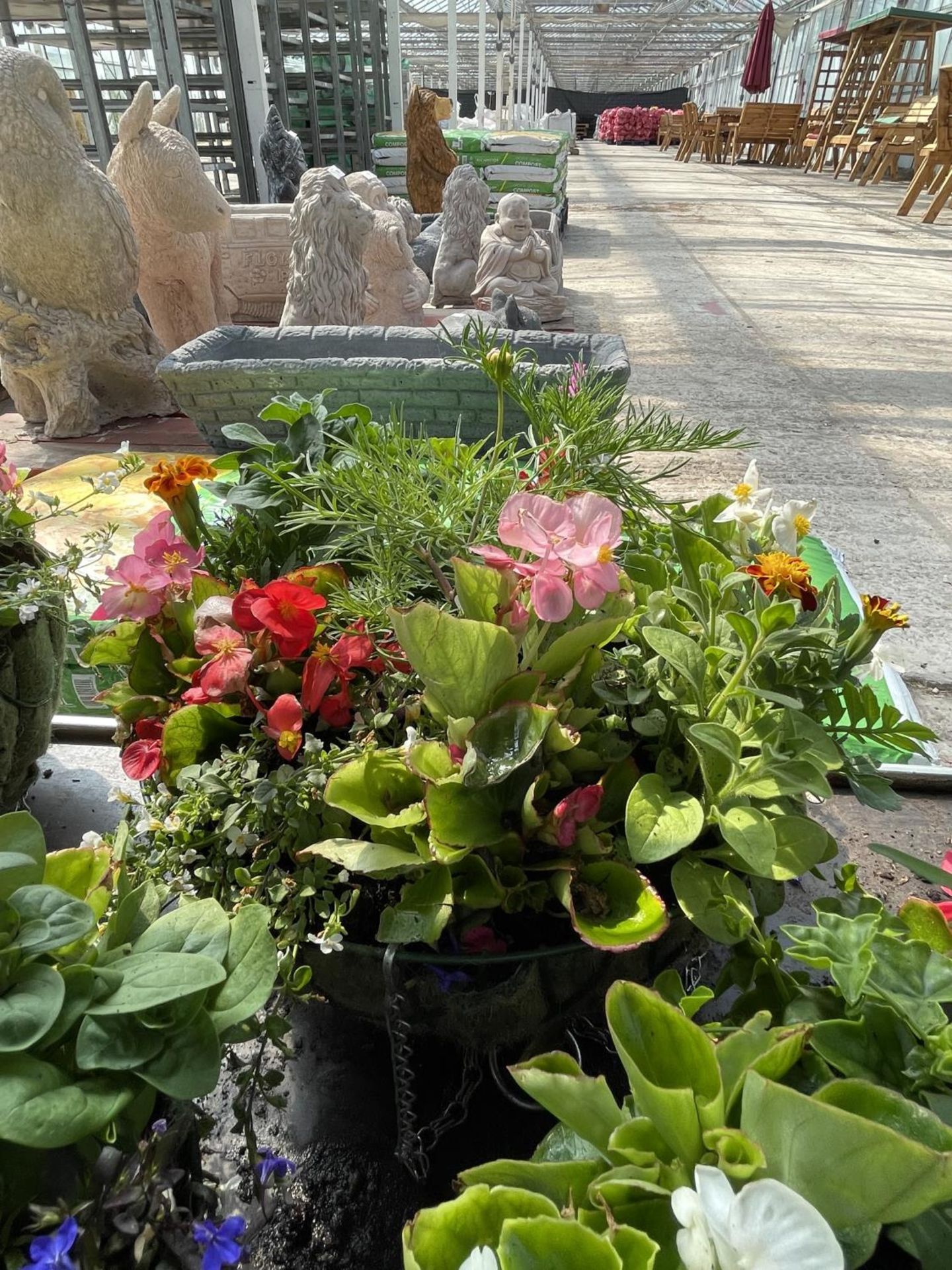 THREE WIRE HANGING BASKETS WITH MIXED BEDDING + VAT - Image 4 of 4