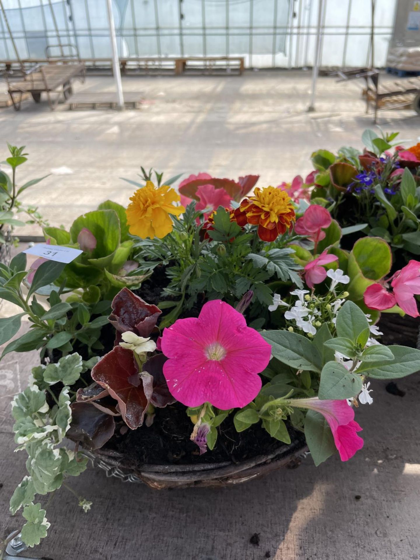 TWO WICKER HANGING BASKETS WITH MIXED BEDDING PLANTS, TWELVE INCH + VAT - Image 2 of 3