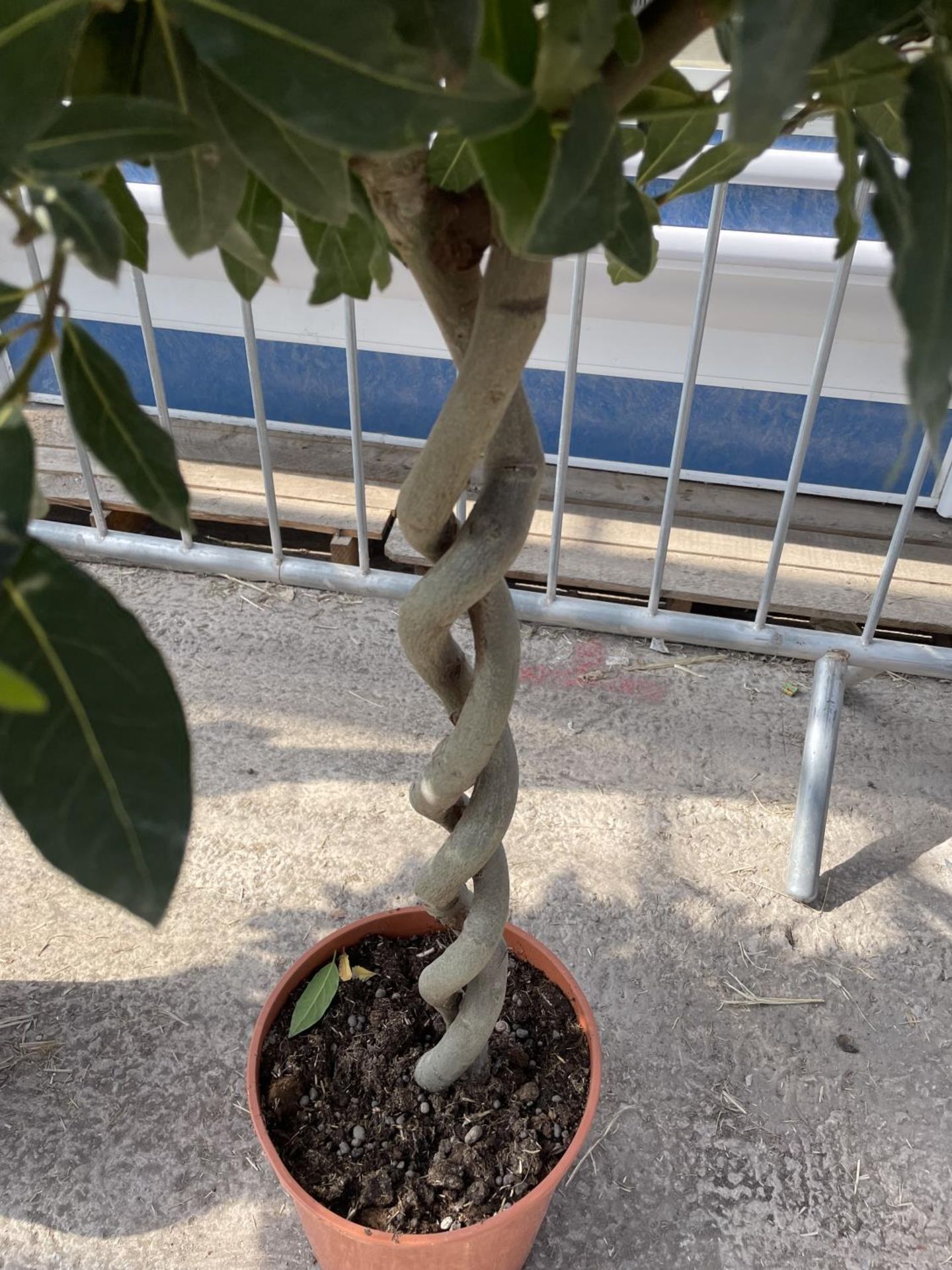 EIGHT LAURUS NOBILIS STANDARD BAY TREES WITH DOUBLE SPIRAL TWISTED STEMS APPROX 140CM HIGH IN A 7. - Image 3 of 3