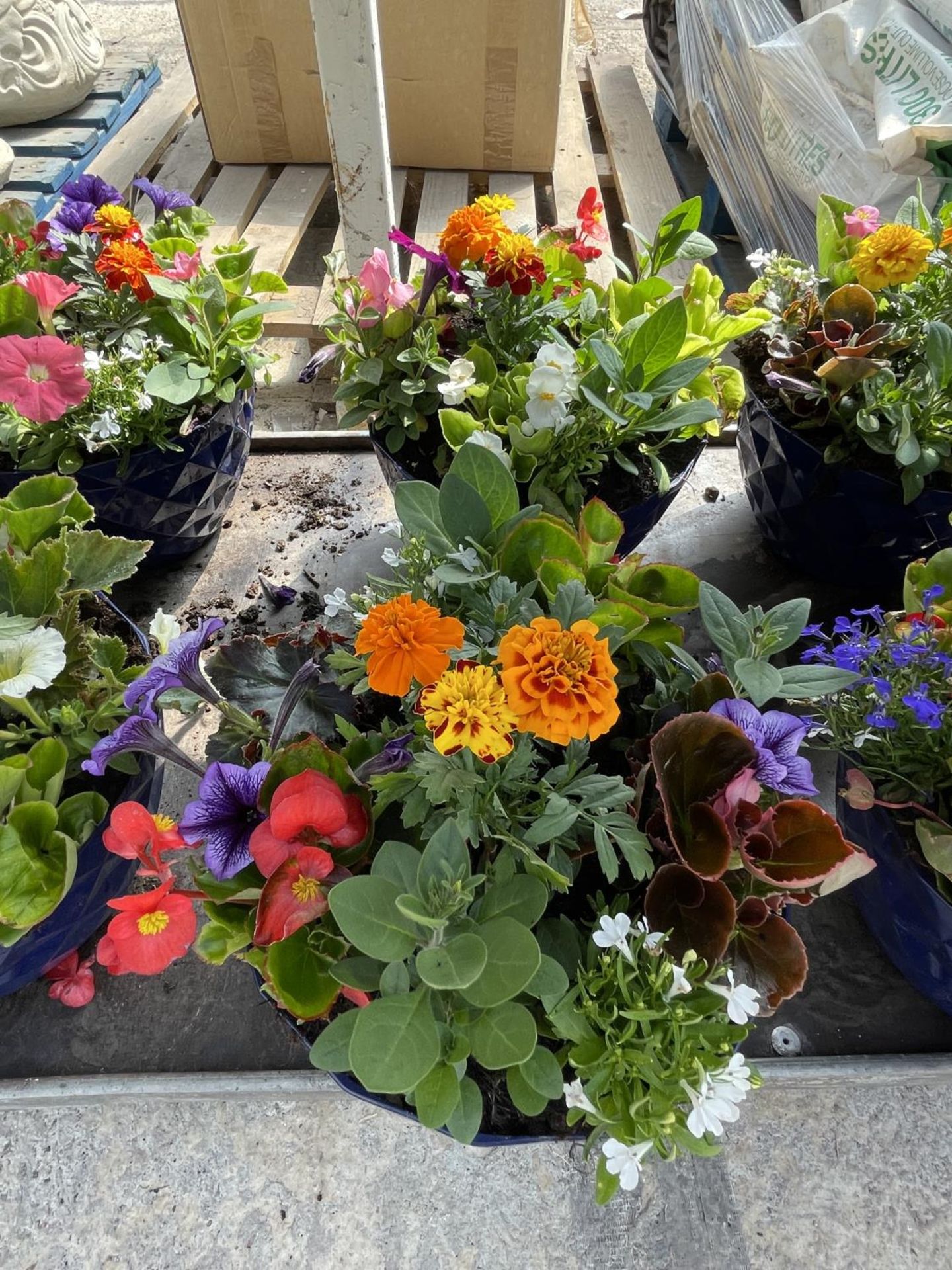 FOUR BLUE PLANTERS WITH MIXED BEDDING + VAT - Image 3 of 3