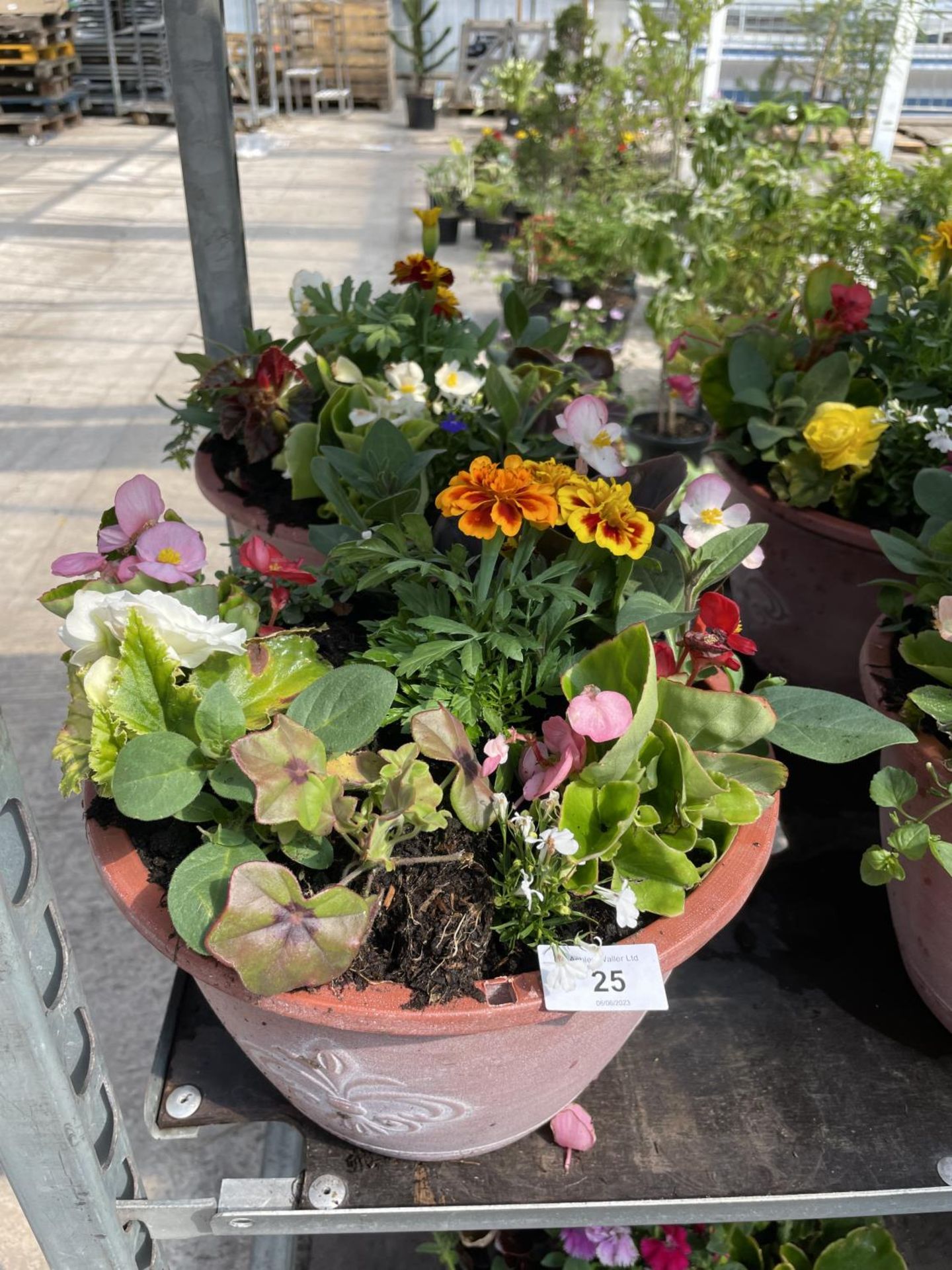 TWO PLANTERS WITH MIXED BEDDING + VAT