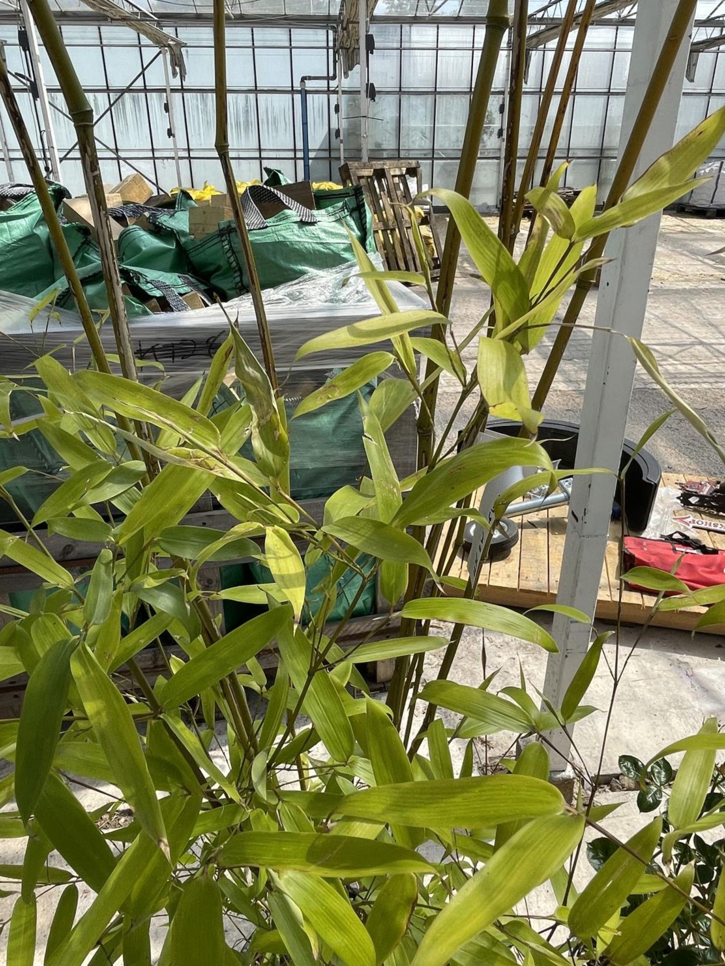 A LARGE BAMBOO PLANT + VAT - Image 3 of 3