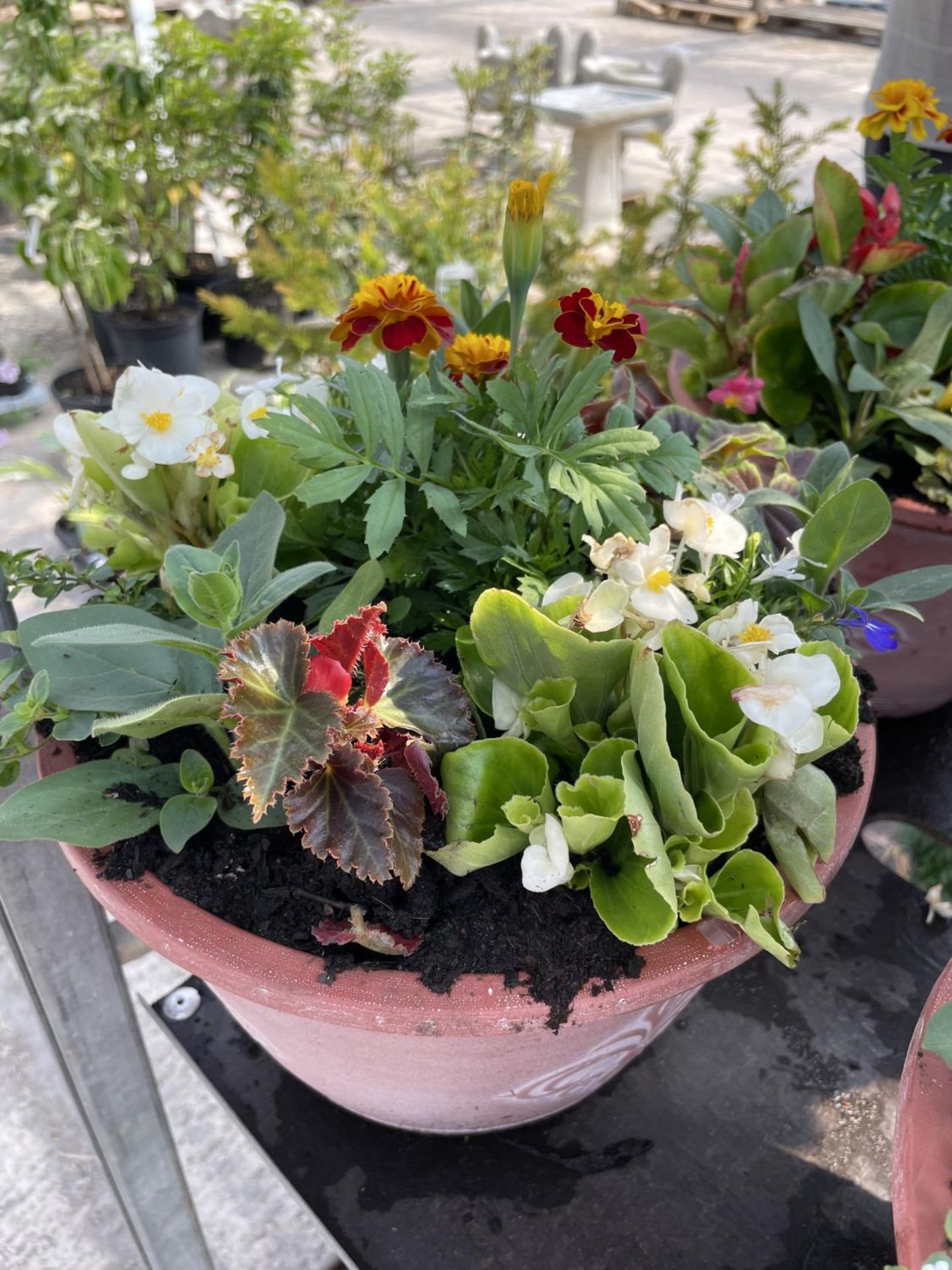 TWO PLANTERS WITH MIXED BEDDING + VAT - Image 2 of 3