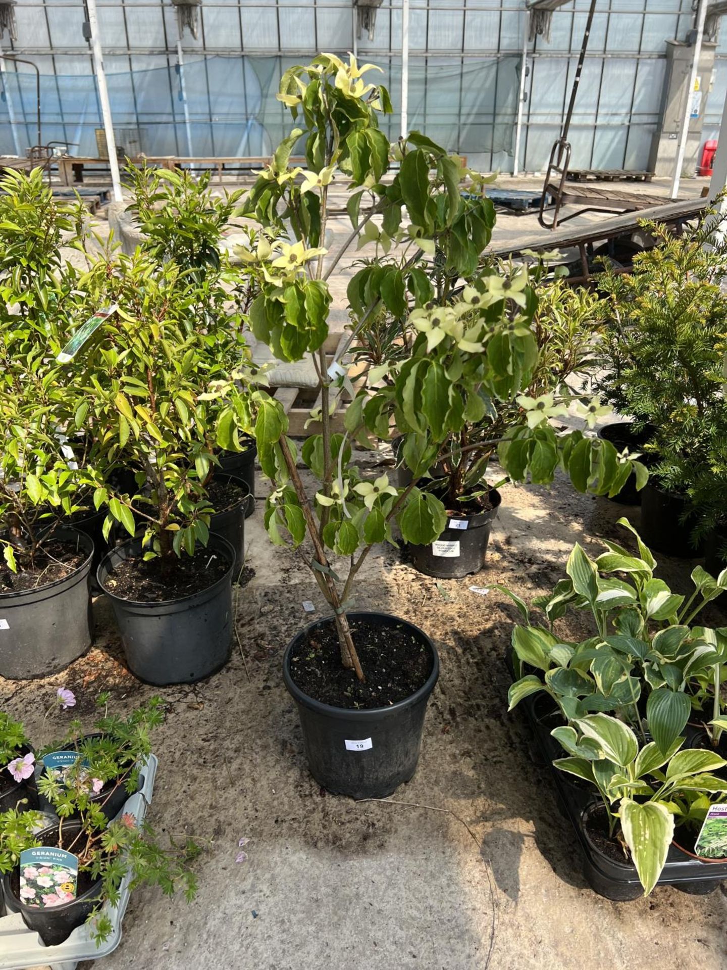 ONE CORNUS KOUSA TREE 'CHEROKEE' IN POT + VAT