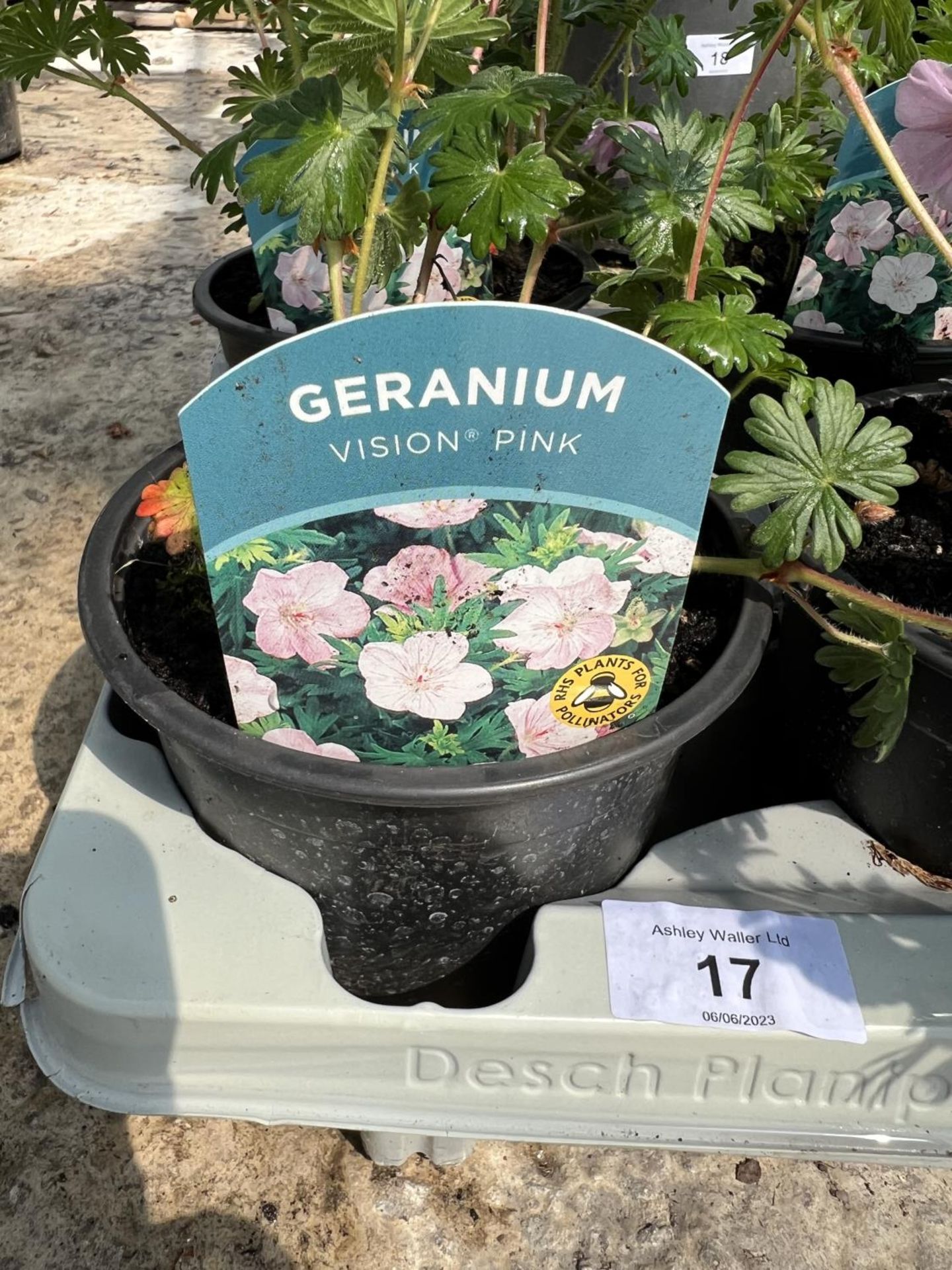 EIGHT GERANIUMS IN POTS + VAT - Image 3 of 3