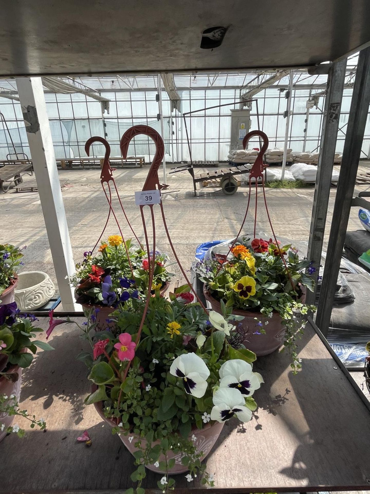 THREE PLASTIC HANGING BASKETS WITH MIXED BEDDING + VAT
