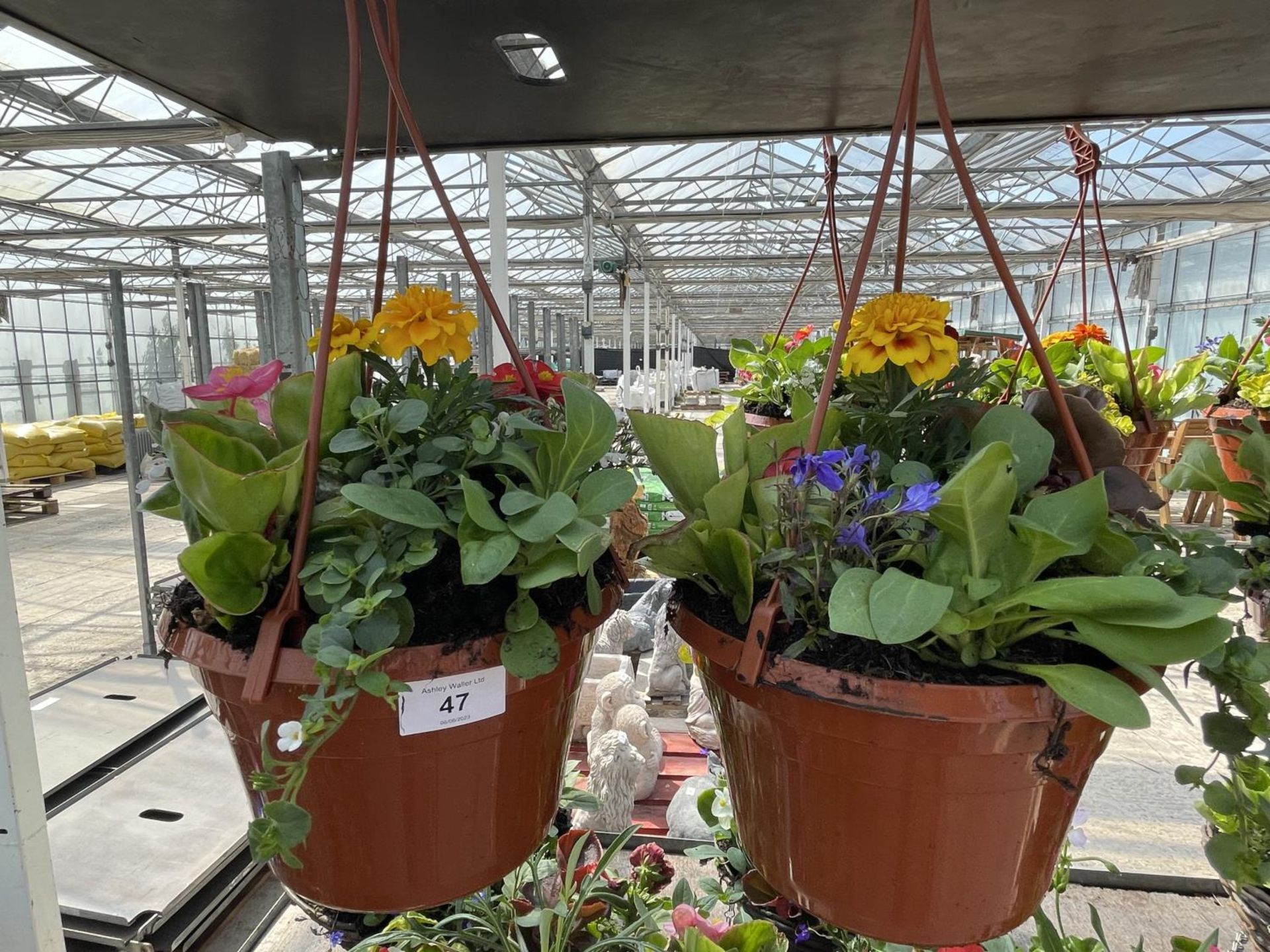 FOUR HANGING POTS WITH MIXED BEDDING + VAT - Image 2 of 3