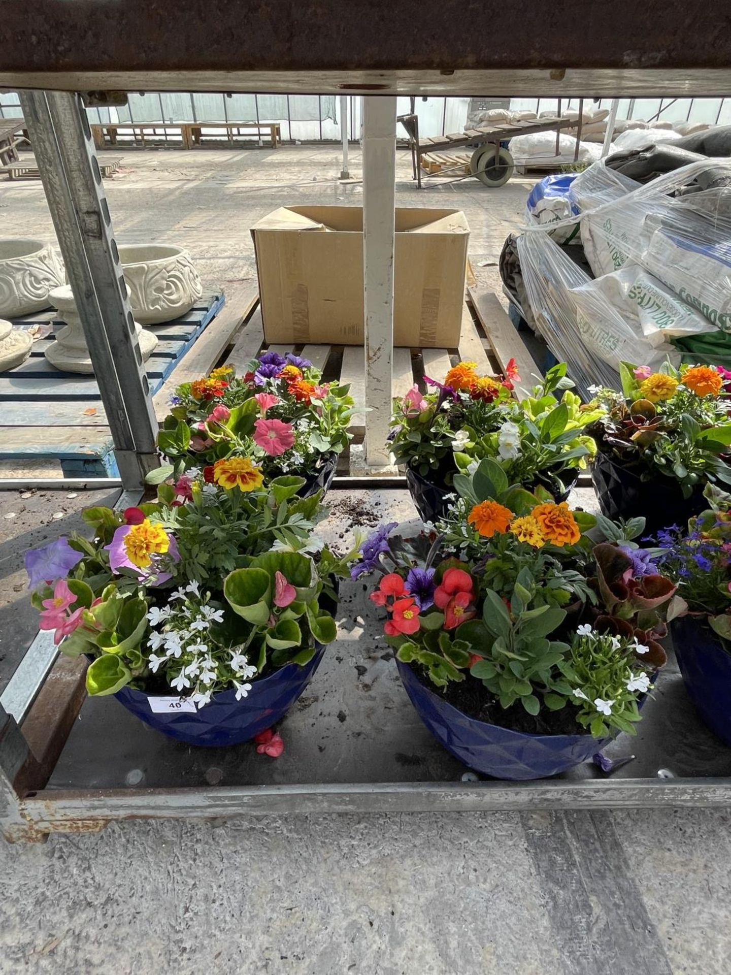 FOUR BLUE PLANTERS WITH MIXED BEDDING + VAT