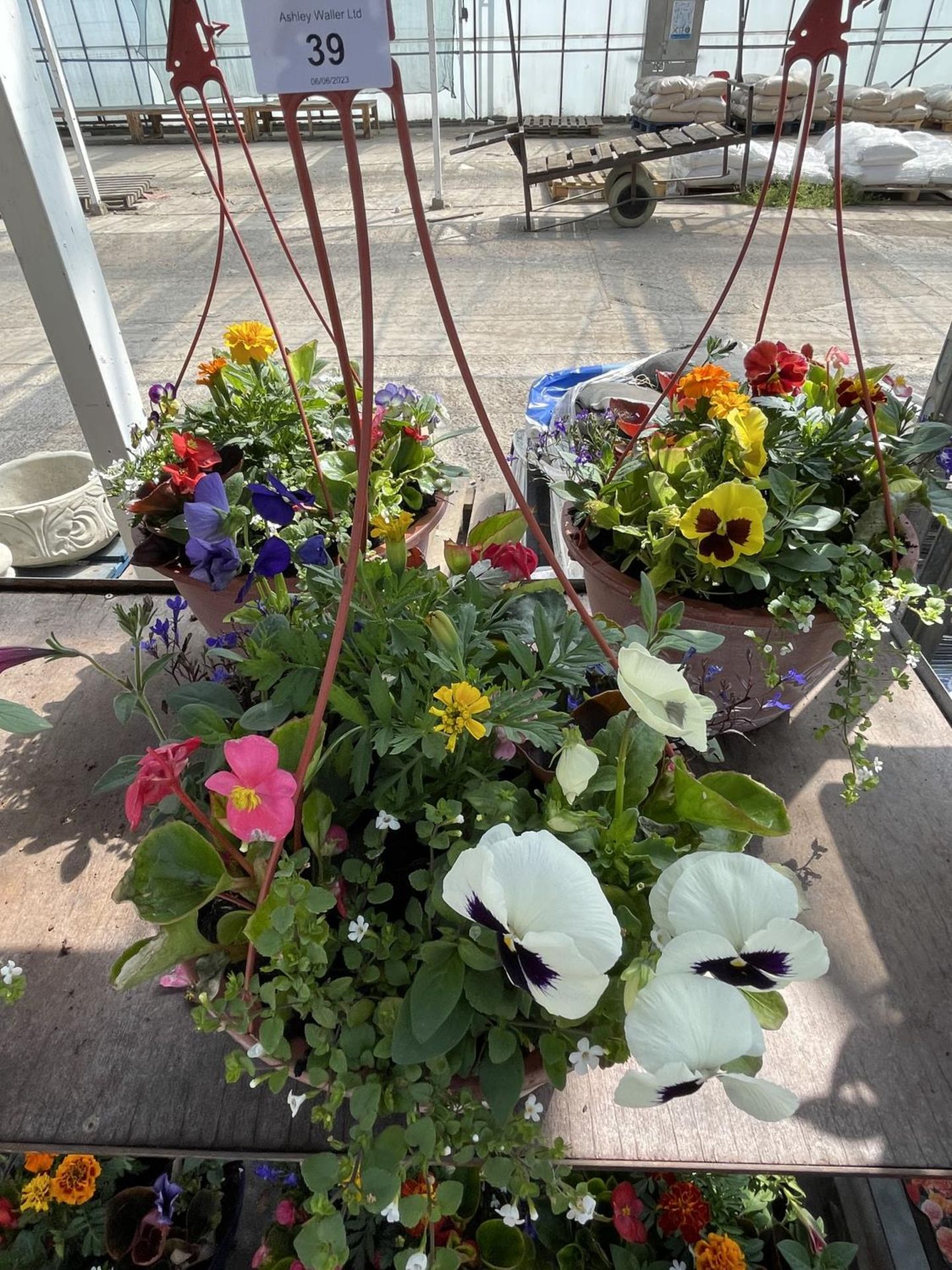 THREE PLASTIC HANGING BASKETS WITH MIXED BEDDING + VAT - Image 2 of 4