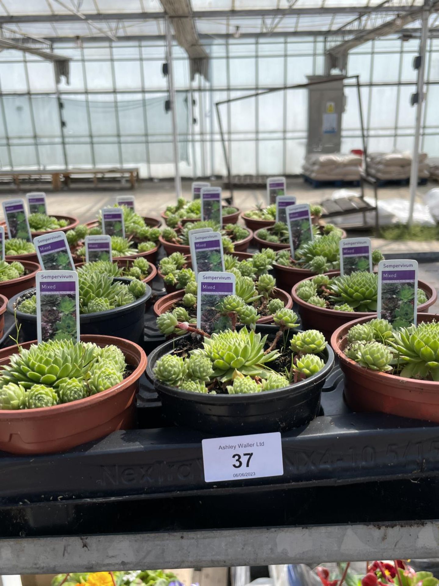 FIFTEEN SEMPERVIVUM MIXED 'HOUSE LEEKS' + VAT