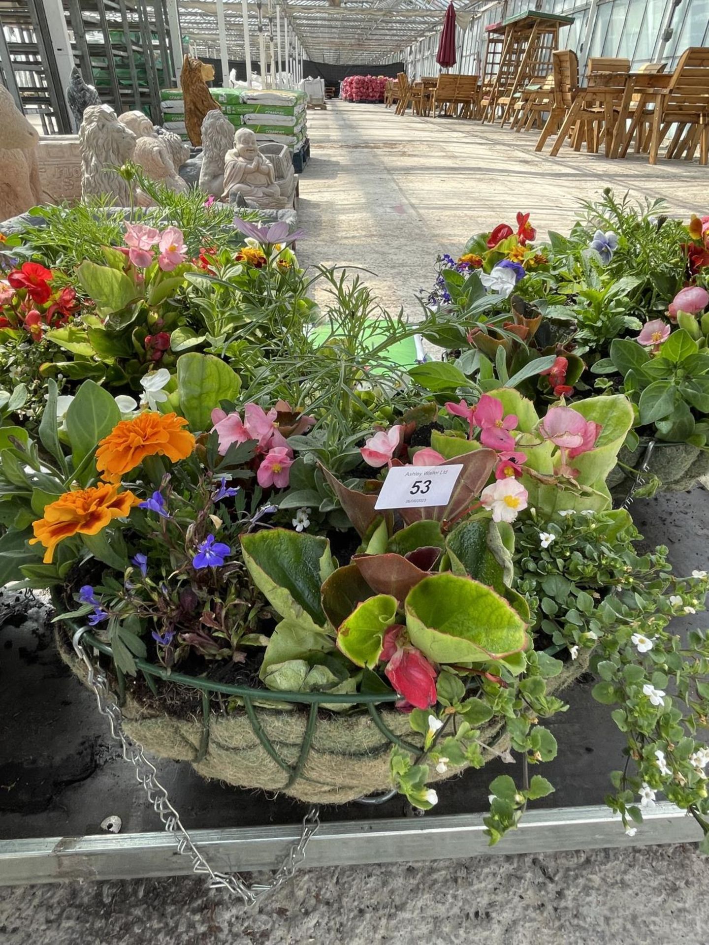 THREE WIRE HANGING BASKETS WITH MIXED BEDDING + VAT - Image 3 of 4