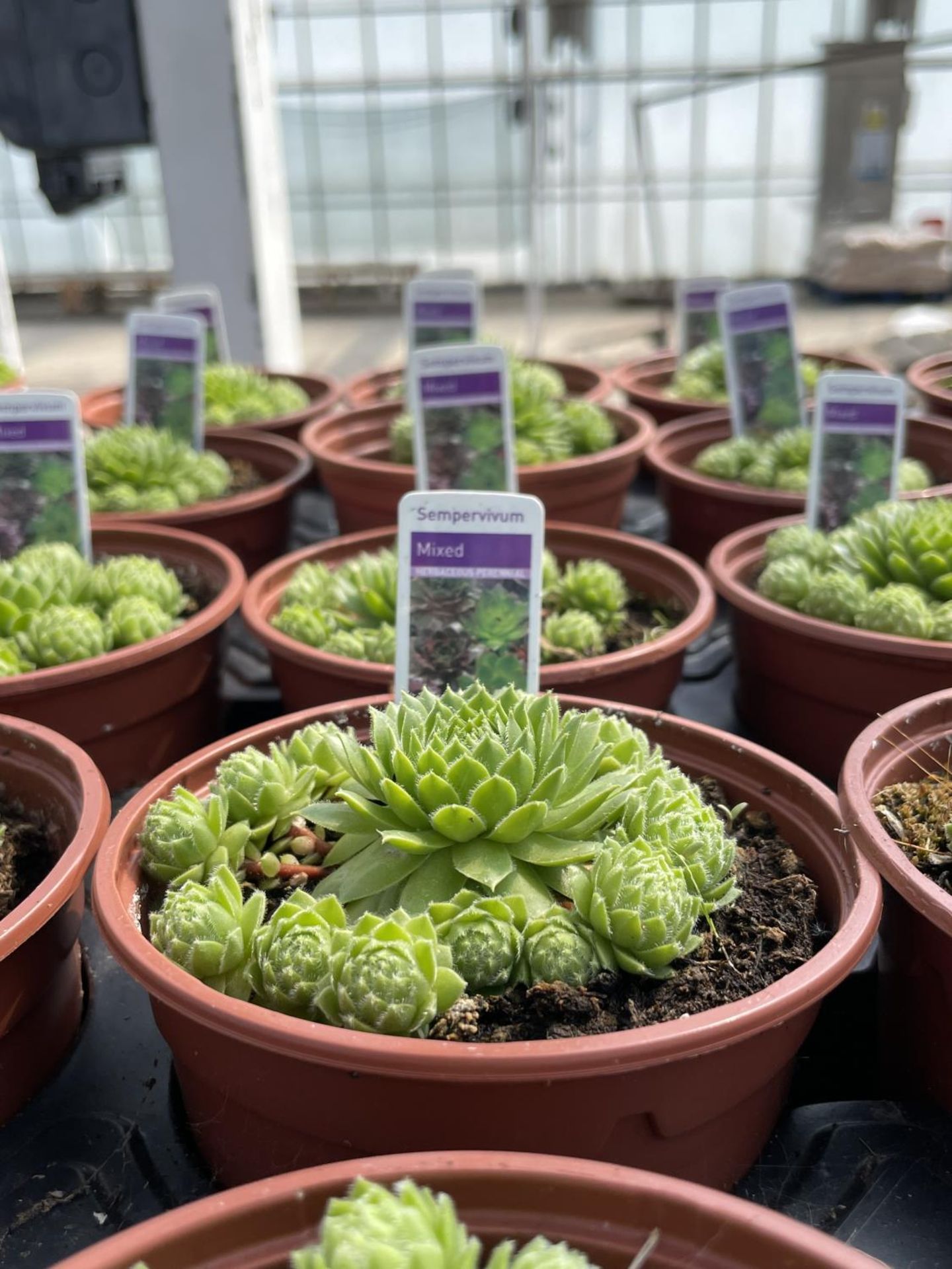 FIFTEEN SEMPERVIVUM MIXED 'HOUSE LEEKS' + VAT - Image 2 of 3