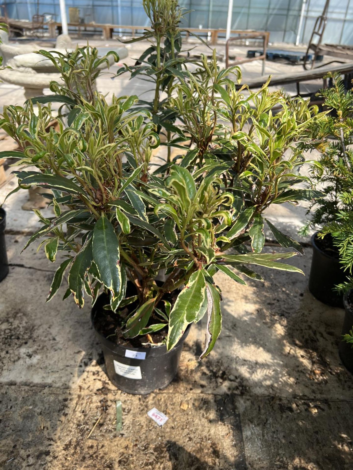 TWO VARIEGATED RHODODENDRONS IN POTS + VAT